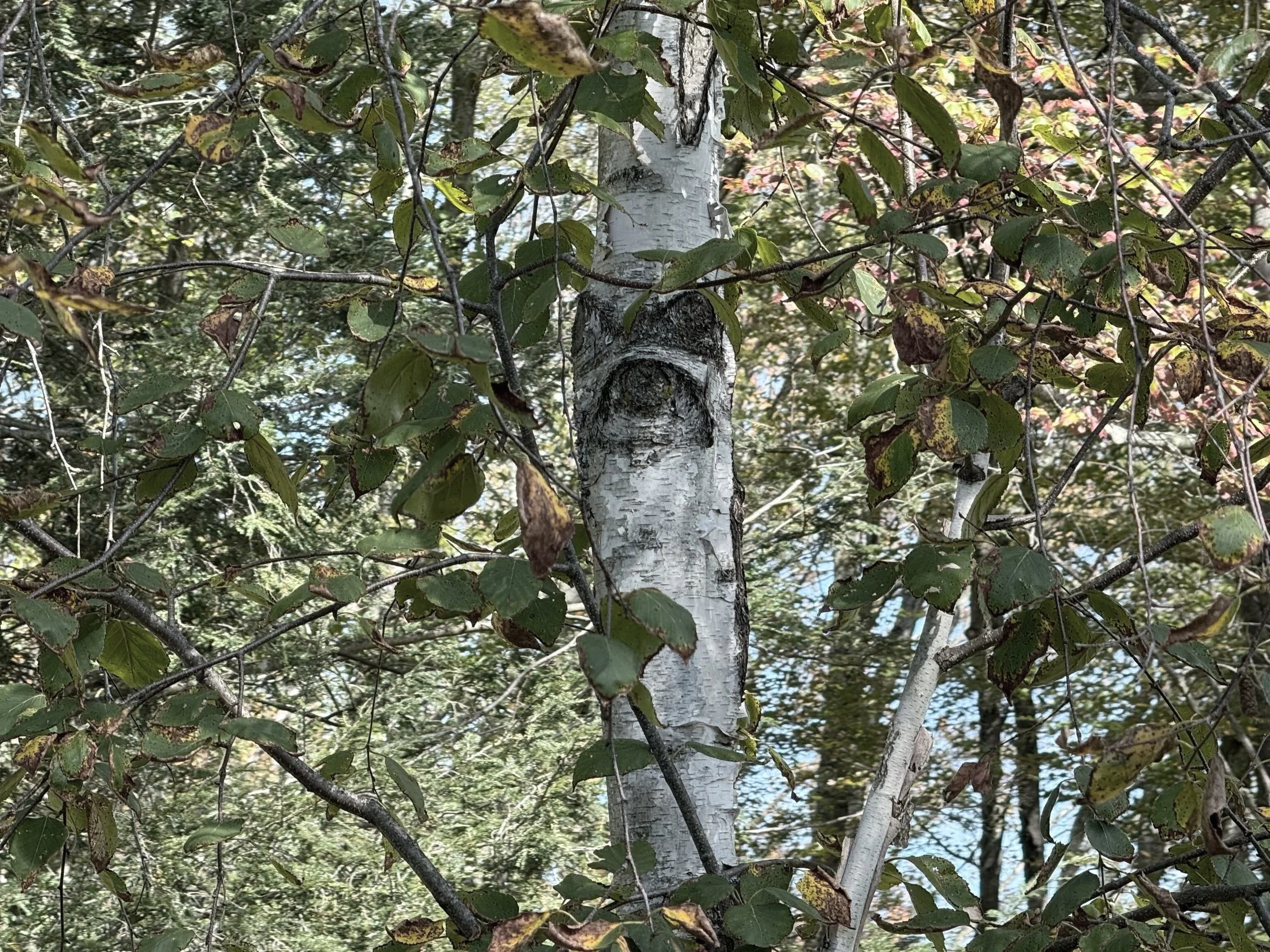 What do the trees see?