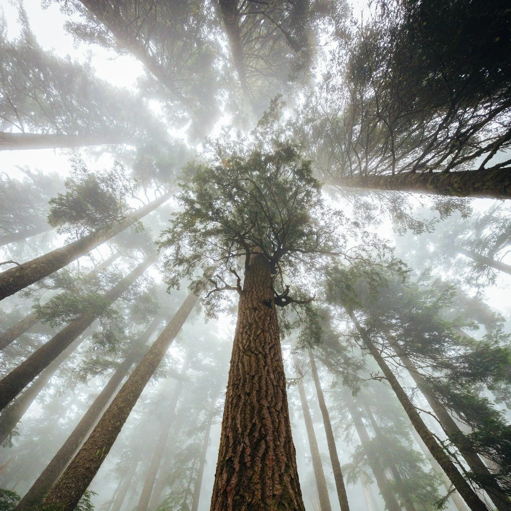 view of forest with light shining through