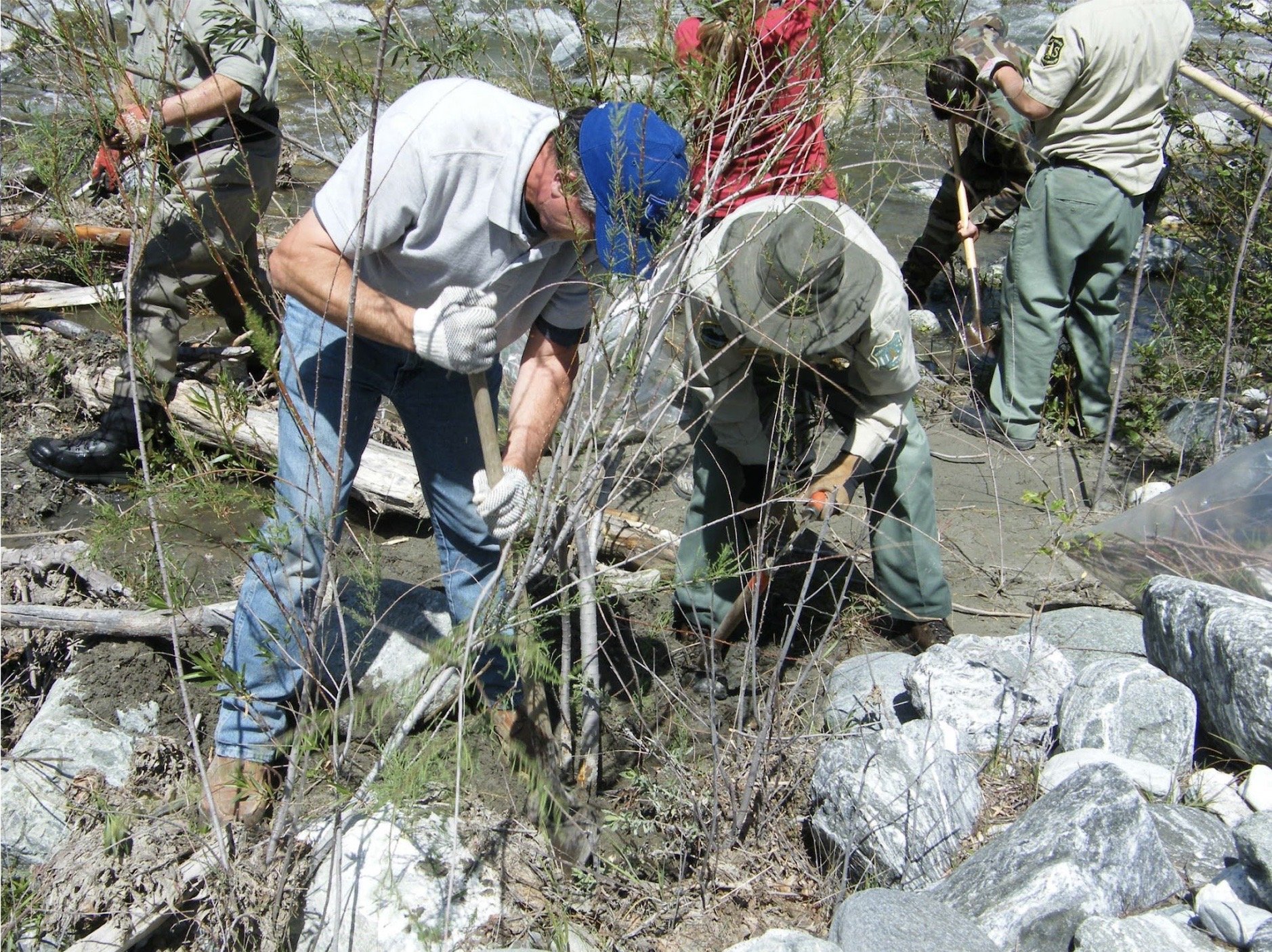 Removing Invasive Tamarisk Plants at Lake Piru