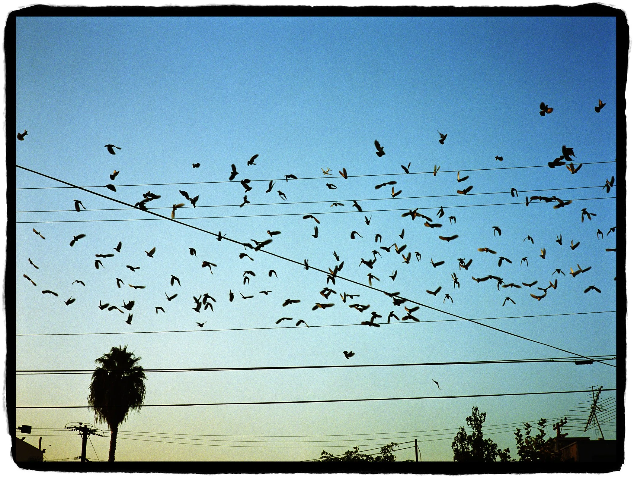 Birds and Wires, 2002, Archival pigment print, Ed. of 5 plus 2 AP, 20x24 in.//Ed. of 3 plus 2 AP, 30x40 in