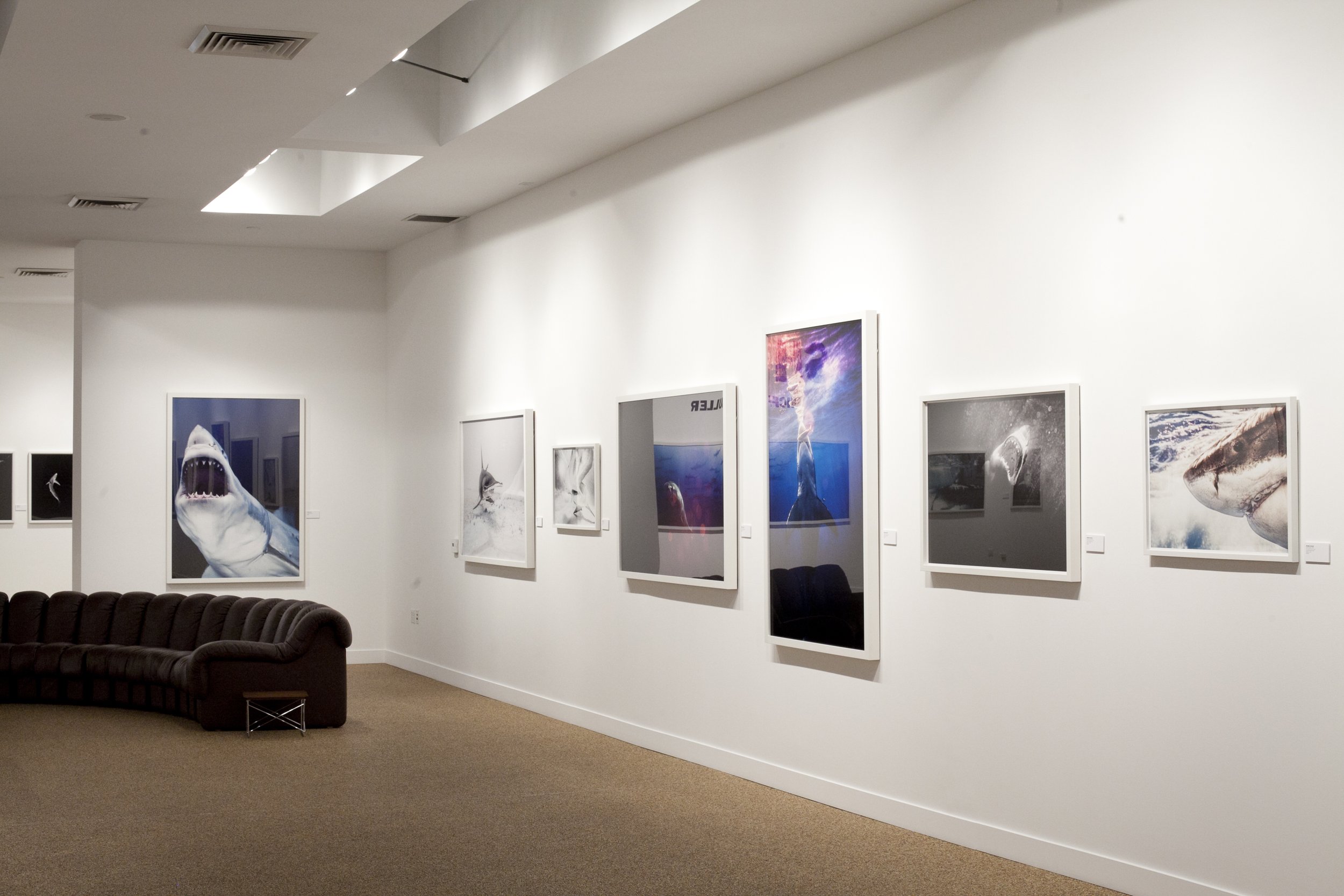 Michael Muller Sharks exhibition at TASCHEN Gallery Los Angeles. Installation photographs by Gregory Bojorquez.