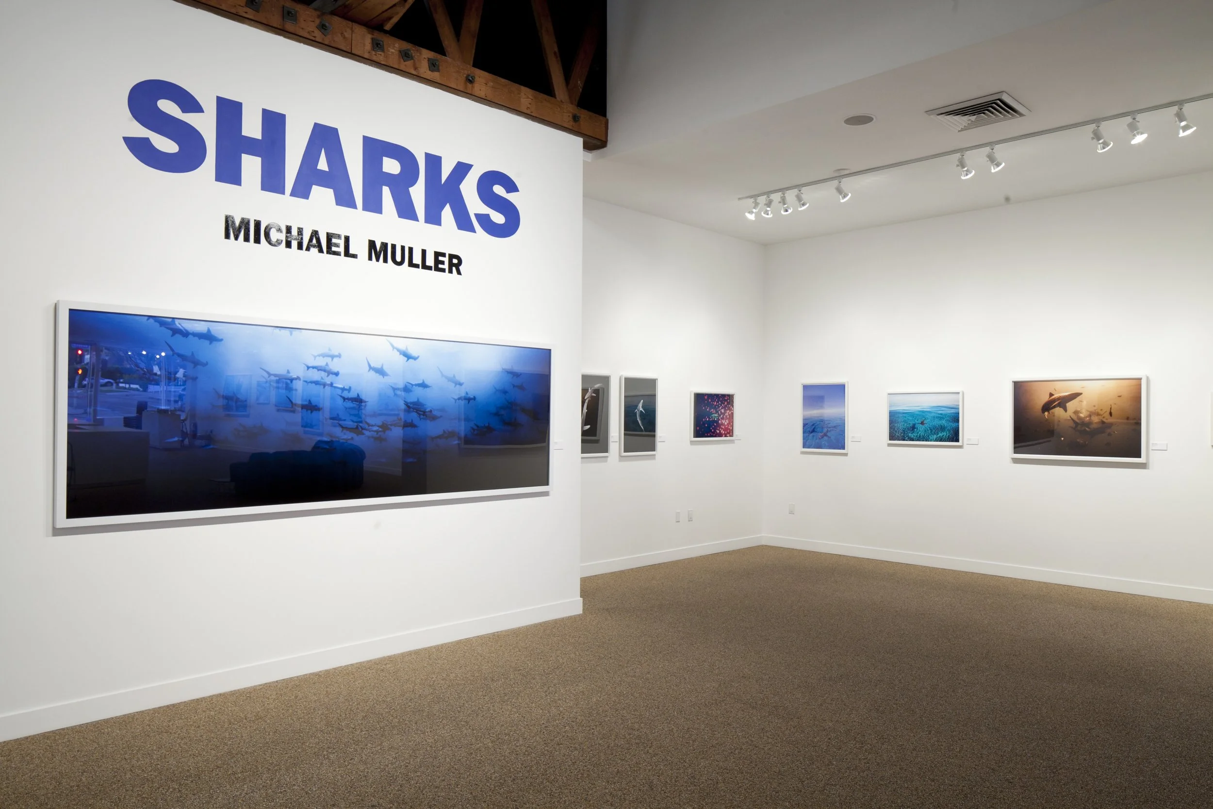 Michael Muller Sharks exhibition at TASCHEN Gallery Los Angeles. Installation photographs by Gregory Bojorquez.