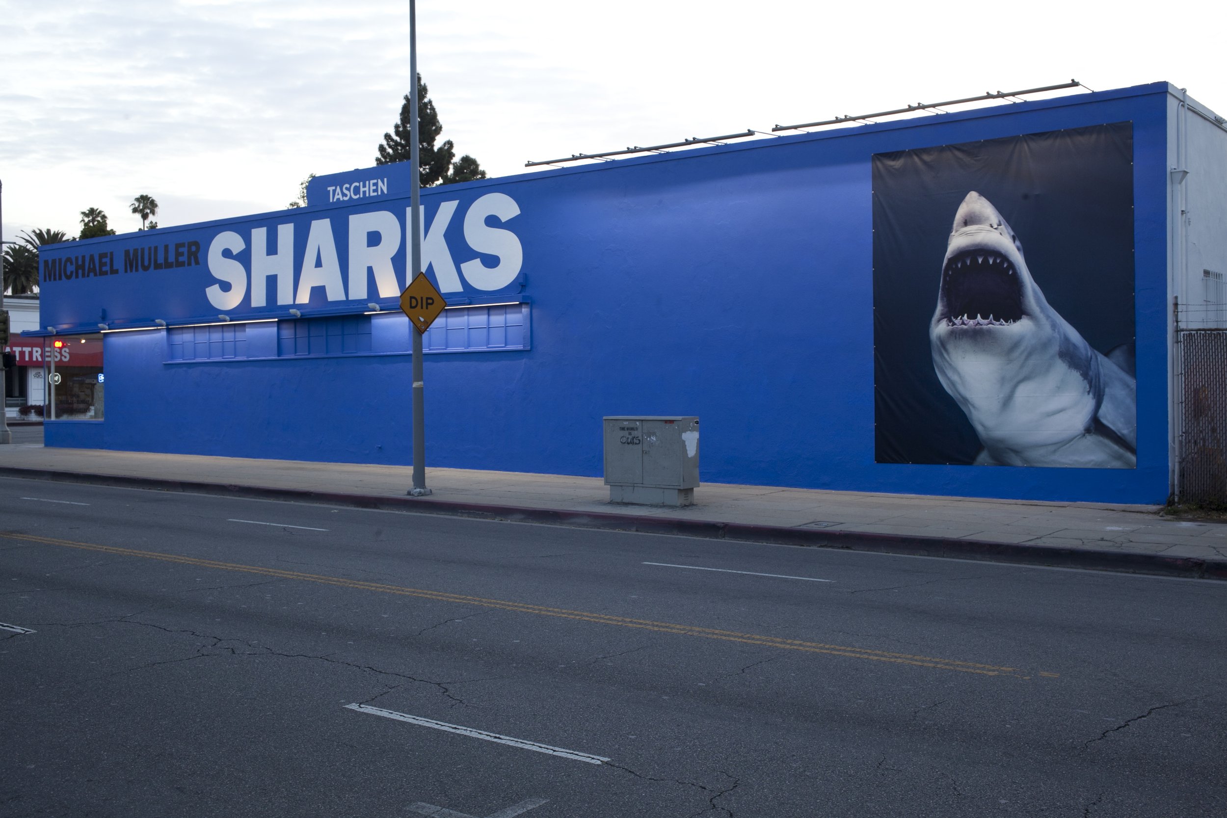 TASCHEN Gallery Los Angeles featuring Michael Muller: SHARKS exhibition. Exterior photograph by Gregory Bojorquez