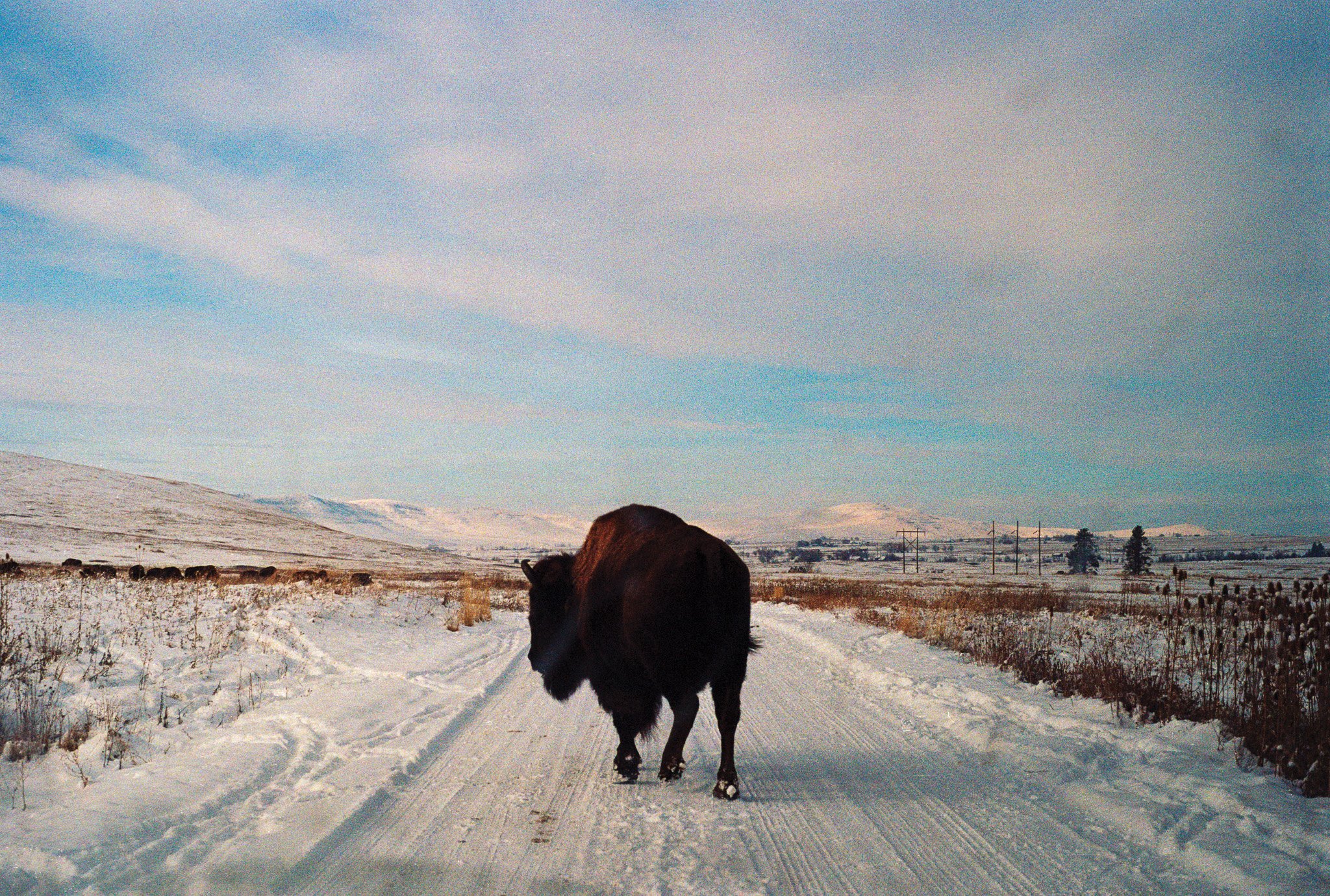 Bison Jam, Charlo, Montana, 2019