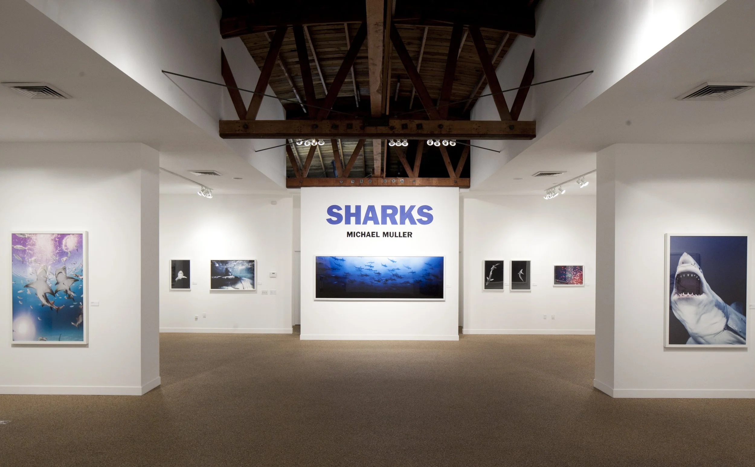 Michael Muller Sharks exhibition at TASCHEN Gallery Los Angeles. Installation photographs by Gregory Bojorquez.