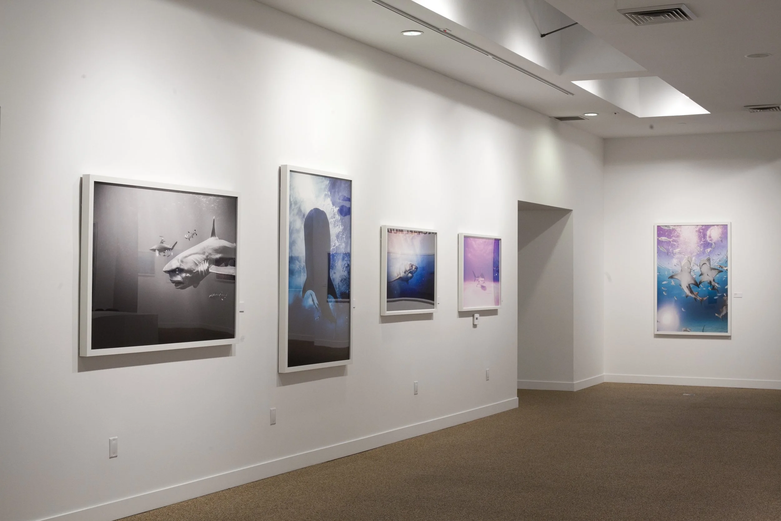 Michael Muller Sharks exhibition at TASCHEN Gallery Los Angeles. Installation photographs by Gregory Bojorquez.