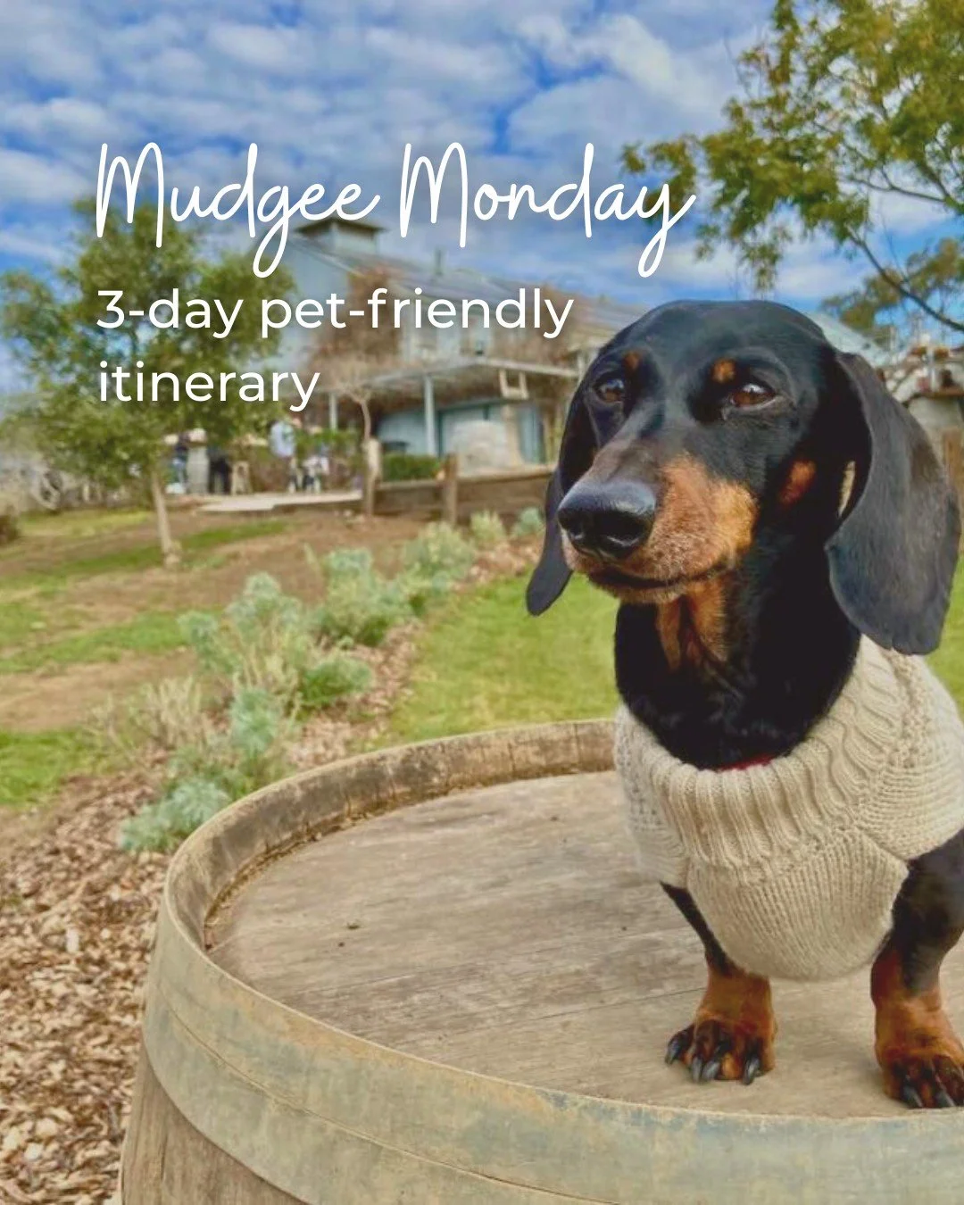 Grab your furry friends &amp; hit the road to Mudgee, because we&rsquo;ve got the best 3-day pet-friendly itinerary locked &amp; loaded 🐶 From cellar doors &amp; cafes, to outdoor walks &amp; markets, we&rsquo;ve got all the makings of a memorable w
