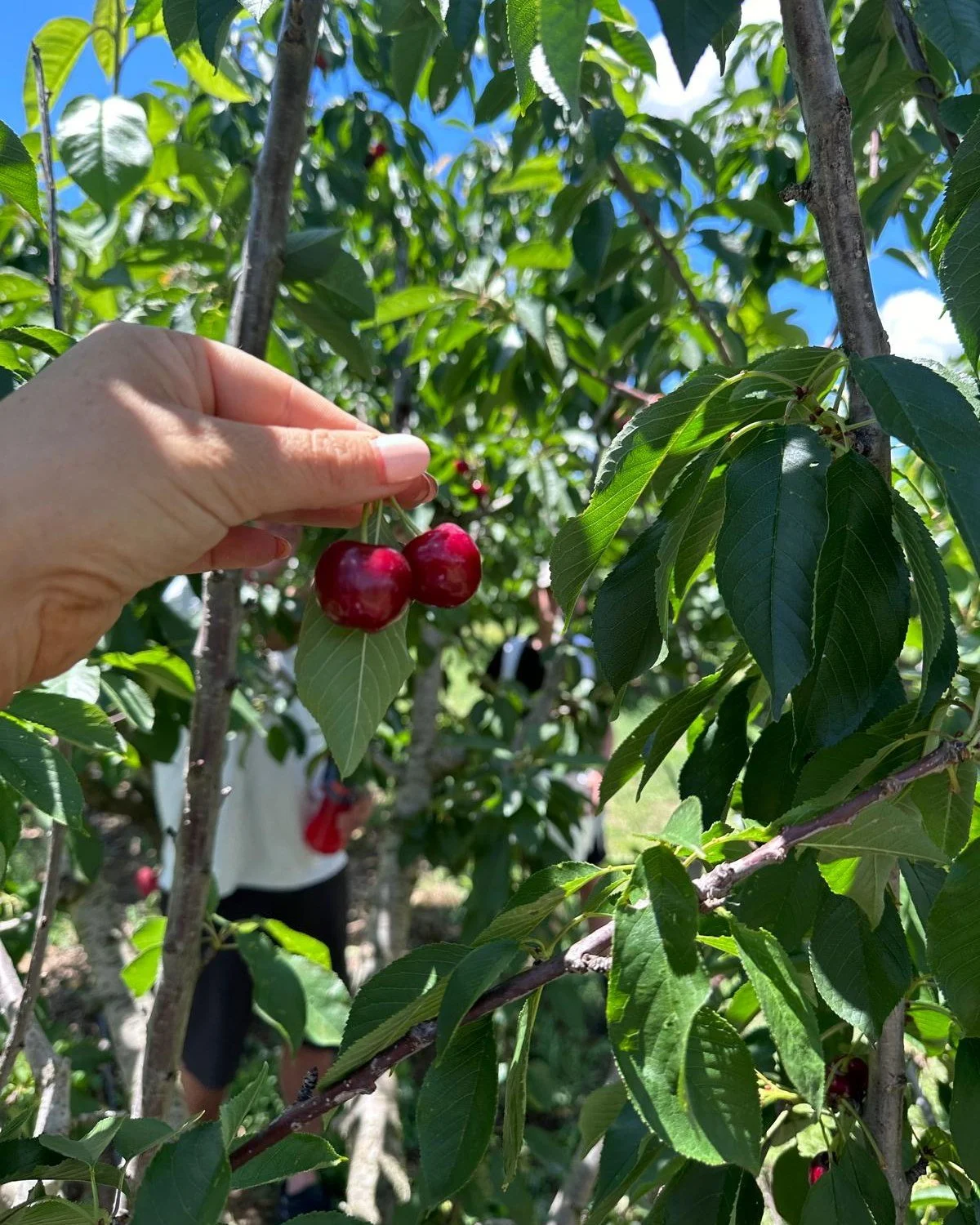 It&rsquo;s cherry season in Mudgee 🍒 And we&rsquo;re spoilt for choice with local farms to pick your own cherries &amp; savour this summer fruit 😍 From @rothfamilyorchard to @ilfordvalleycherryfarm, don&rsquo;t miss this seasonal experience this mo