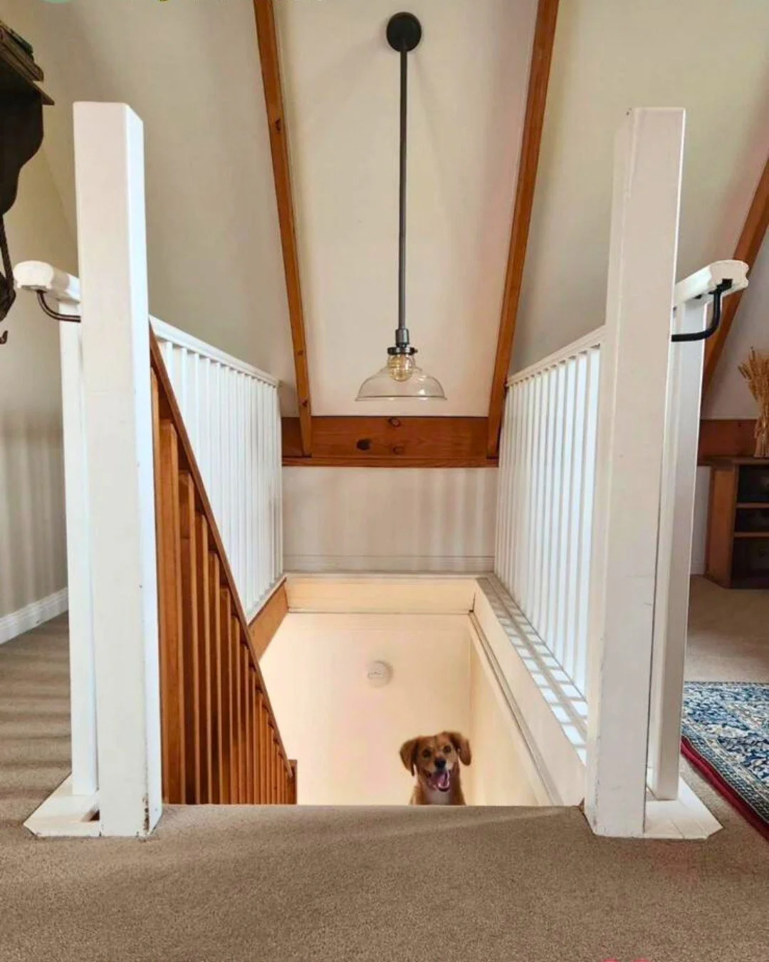 Pet-friendly stays at @river_ranch_mudgee 😍 🐶 With 70+ stays the *whole* family can call home, make your next Mudgee escape a pet friendly one 😉Browse our full range of pet-friendly stays via our website &amp; get ready to bring your furry friends