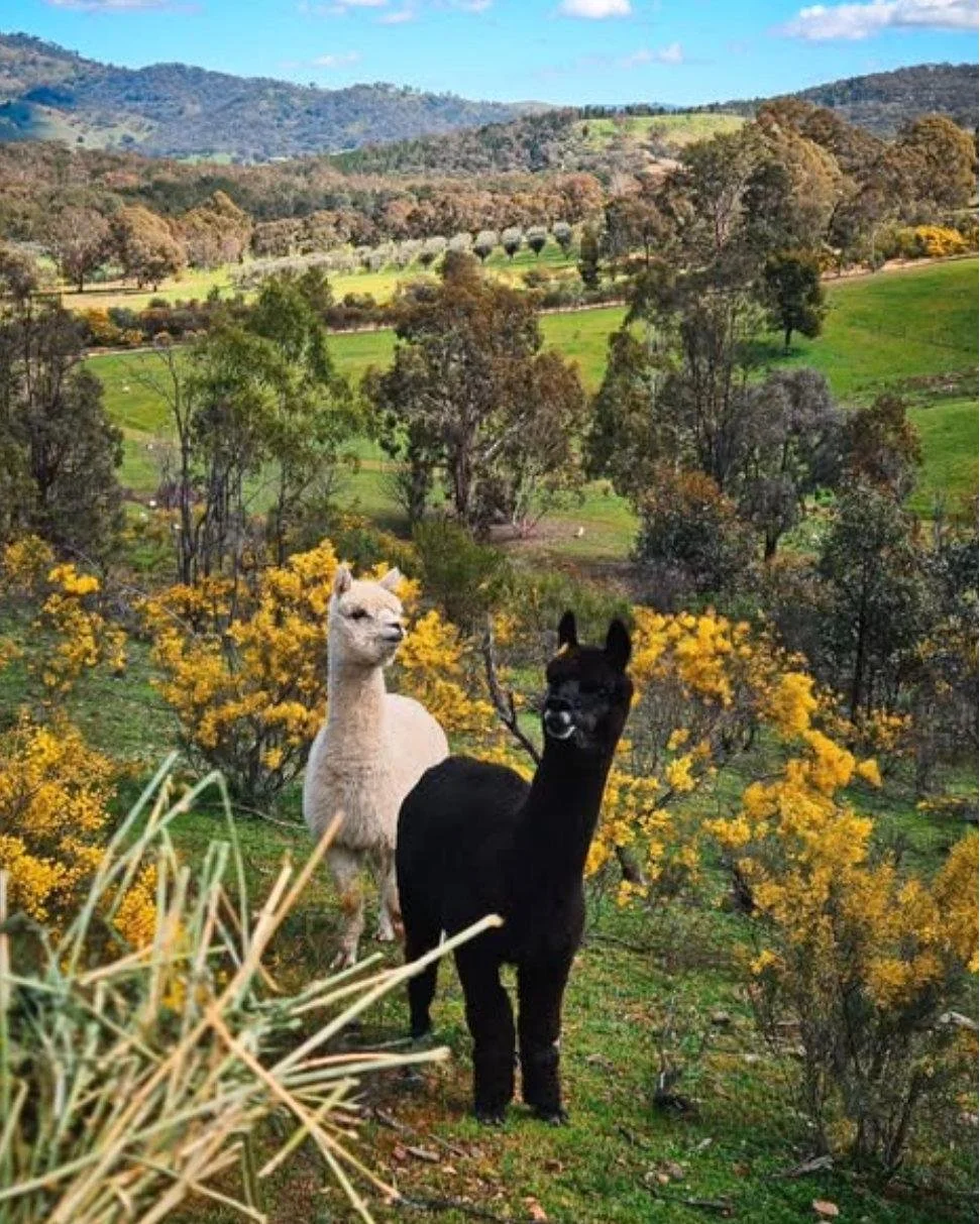 Sometimes the best part of a Bliss stay is *outside* the home 😉🍃 From friendly alpacas &amp; secluded picnic spots, to starry night skies &amp; kangaroo sightings, Bliss is more than a place to put your bags - it&rsquo;s the whole experience 🤗✨
 
