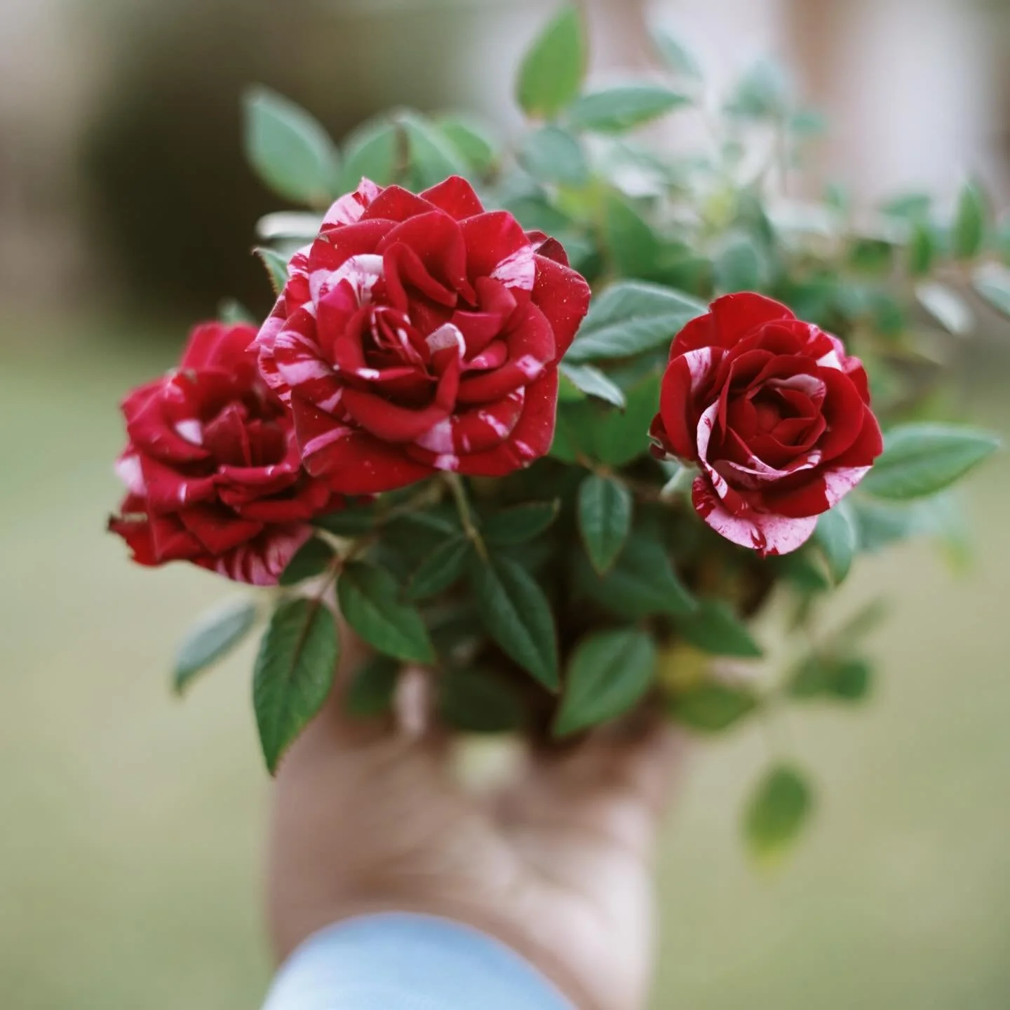 If you've been dreaming of giving your yard a little makeover, this is the moment. Houston Garden Center has plants at 70% off, which makes adding color and curb appeal feel almost too easy. A few fresh blooms can change the whole mood of a home&mdas