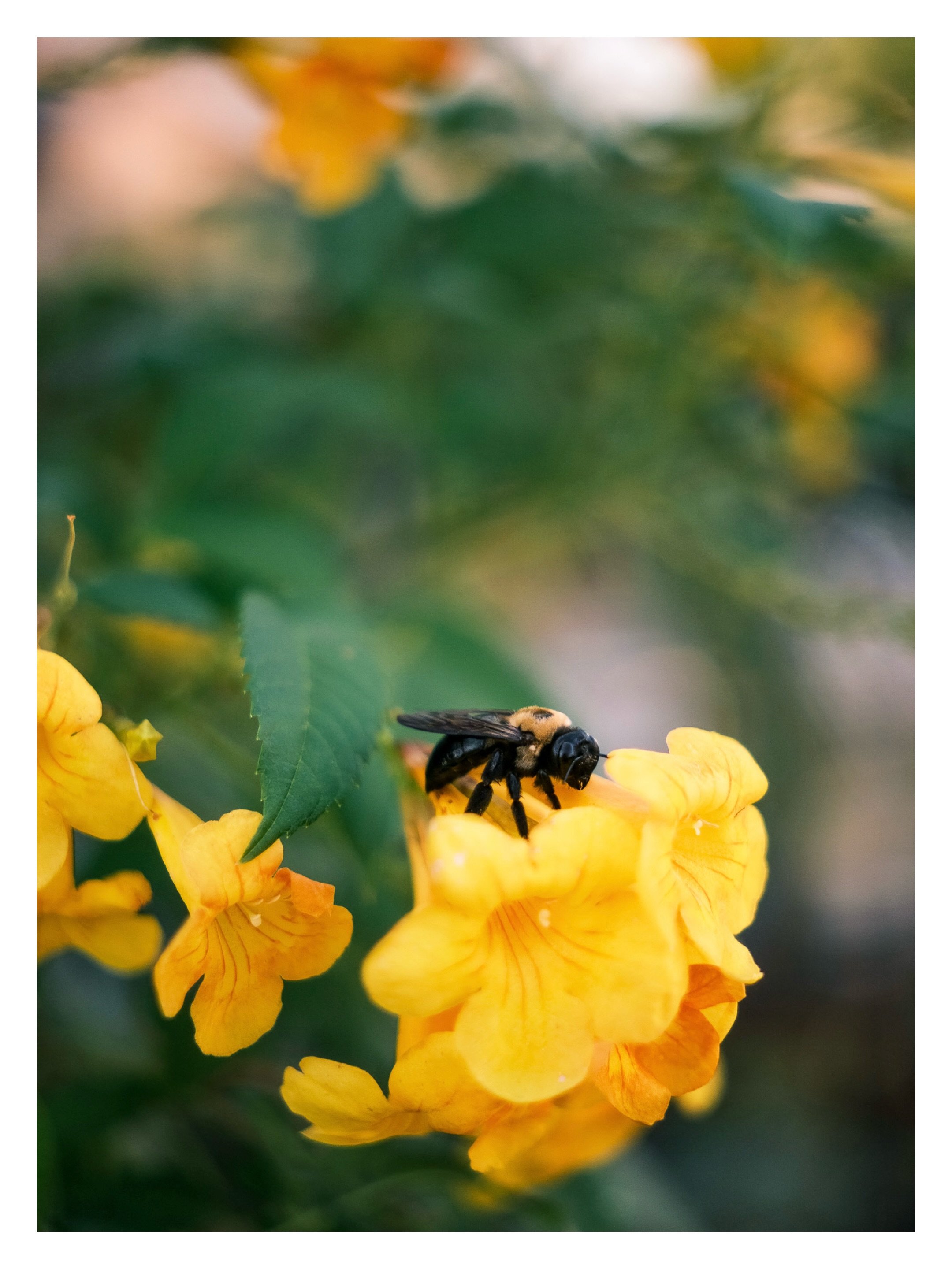 When you plant more flowers more bees will come 🐝🌼