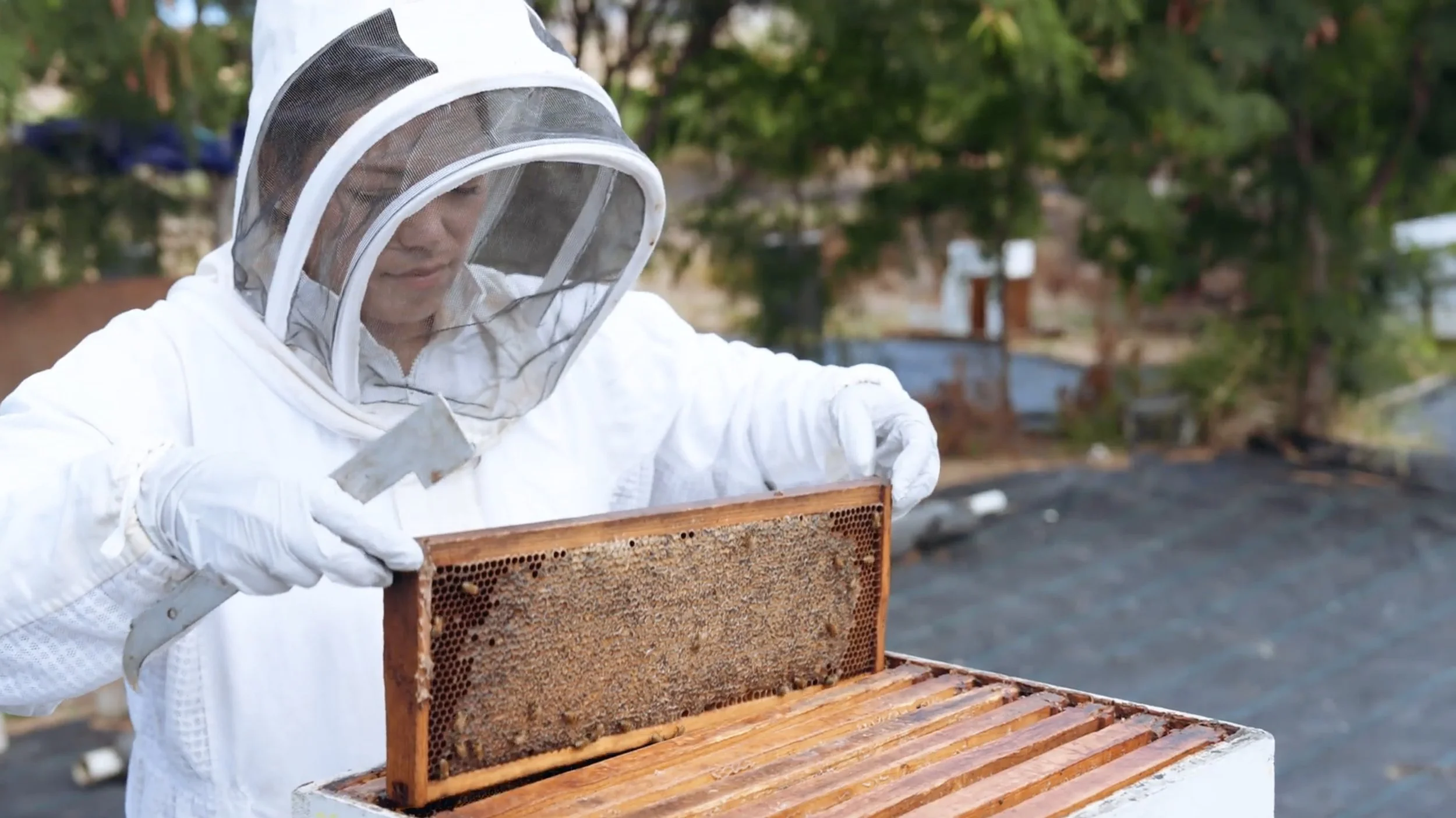 What Beekeeping Taught Me About Selling a Home on Oʻahu
