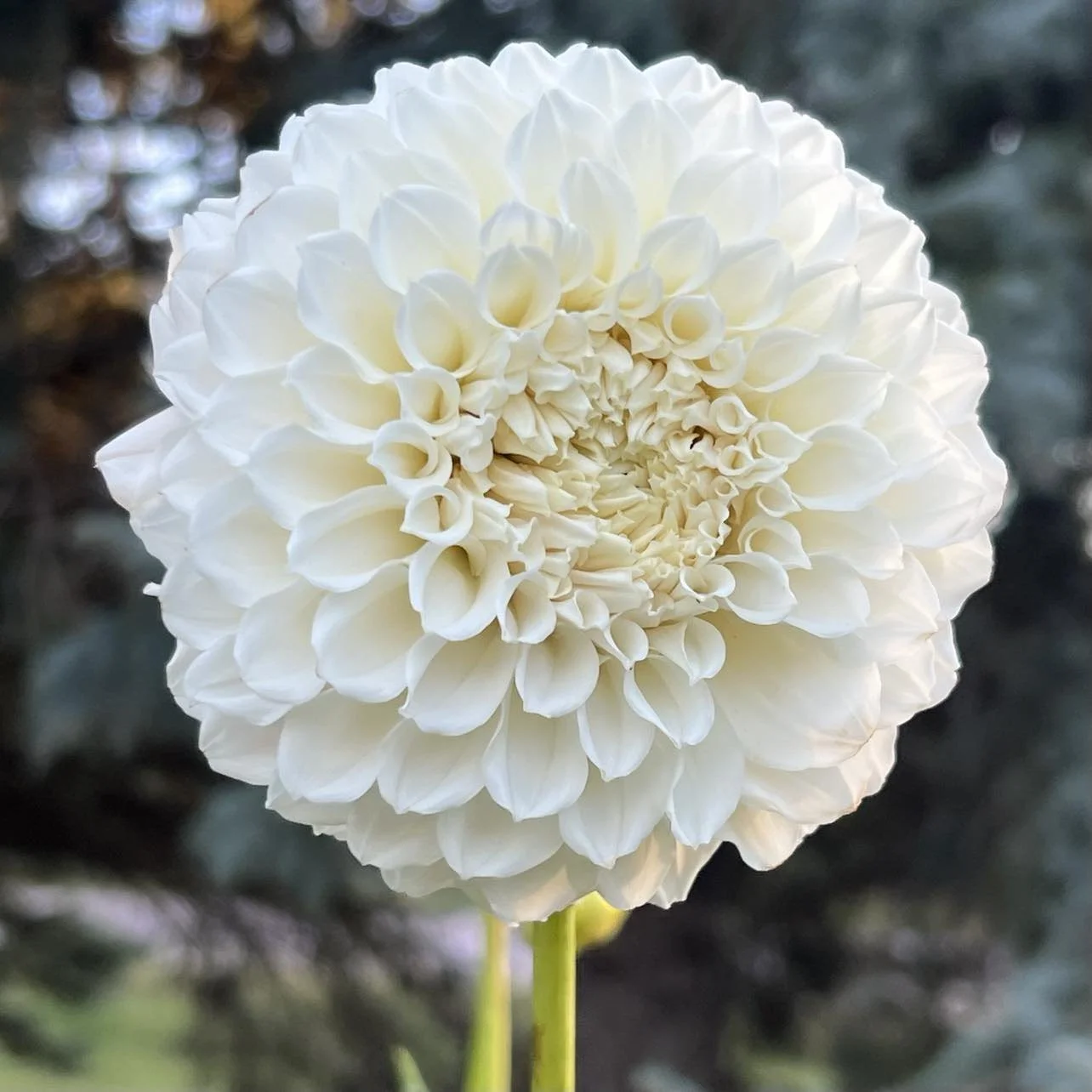 Irish Ruffles, dahila tuber