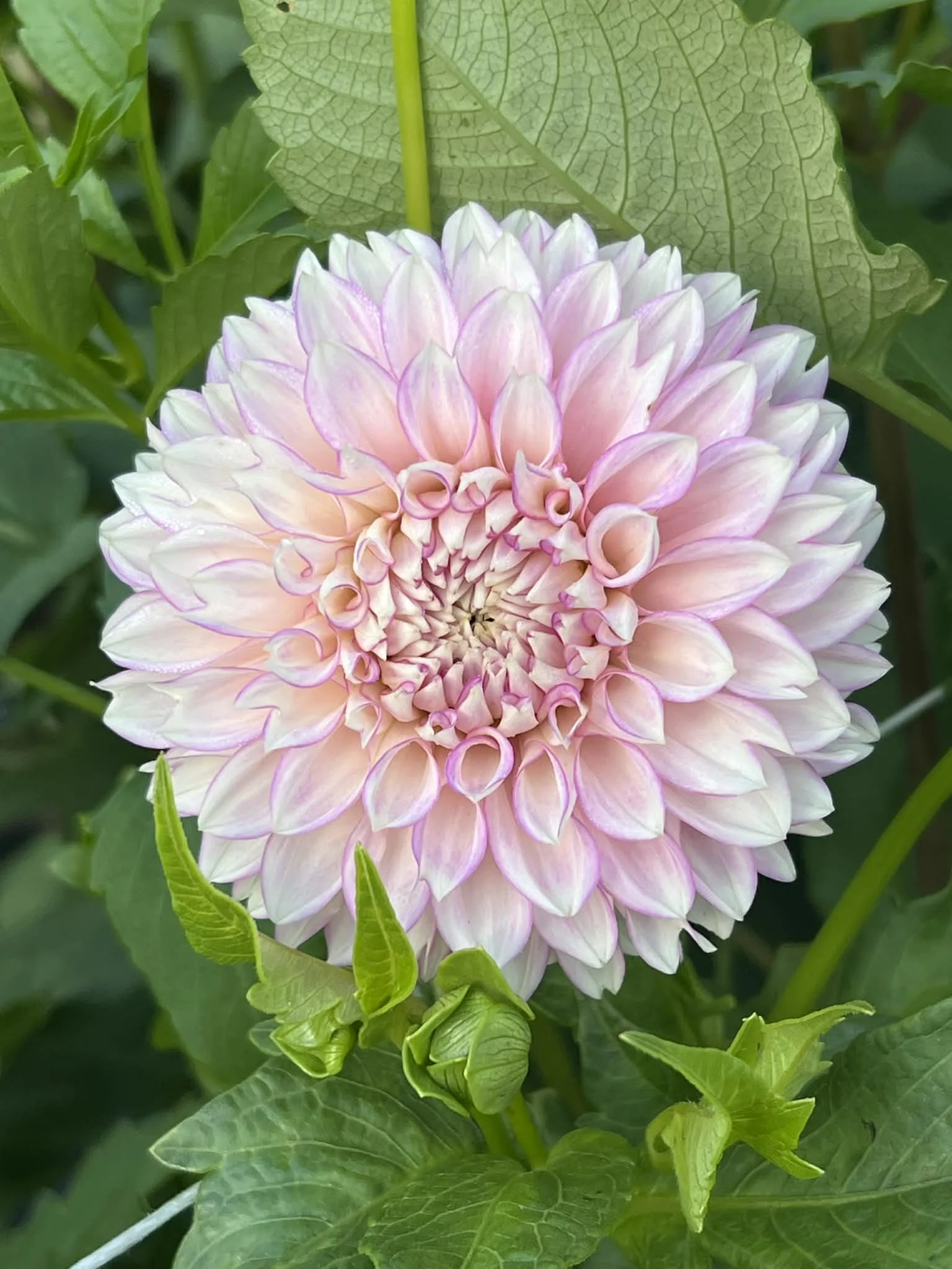 Maltby Pearl, dahlia tuber