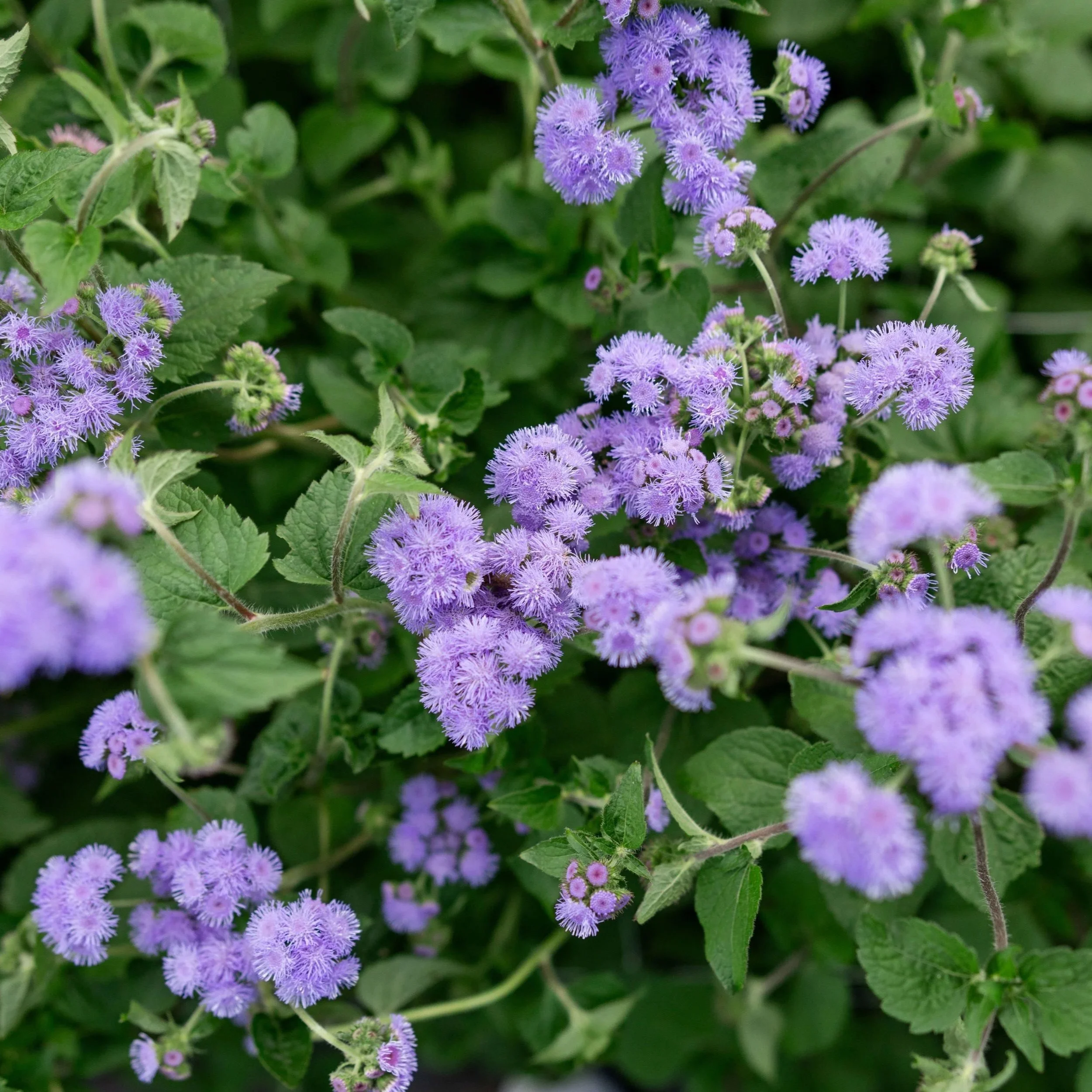 Ageratum
