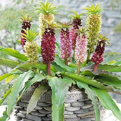 Eucomis