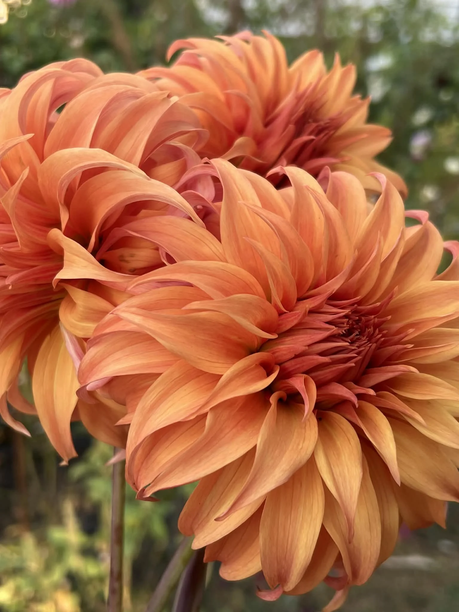 Bloomquist Jean, dahlia tuber