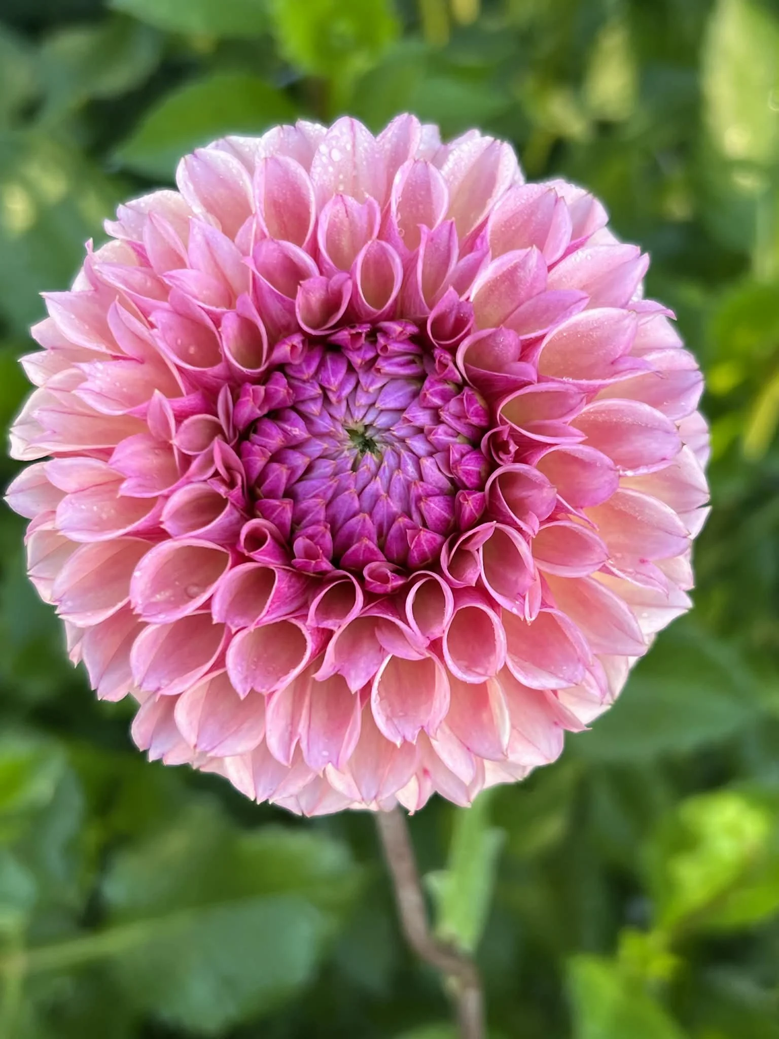 Bracken Rose, dahlia tuber