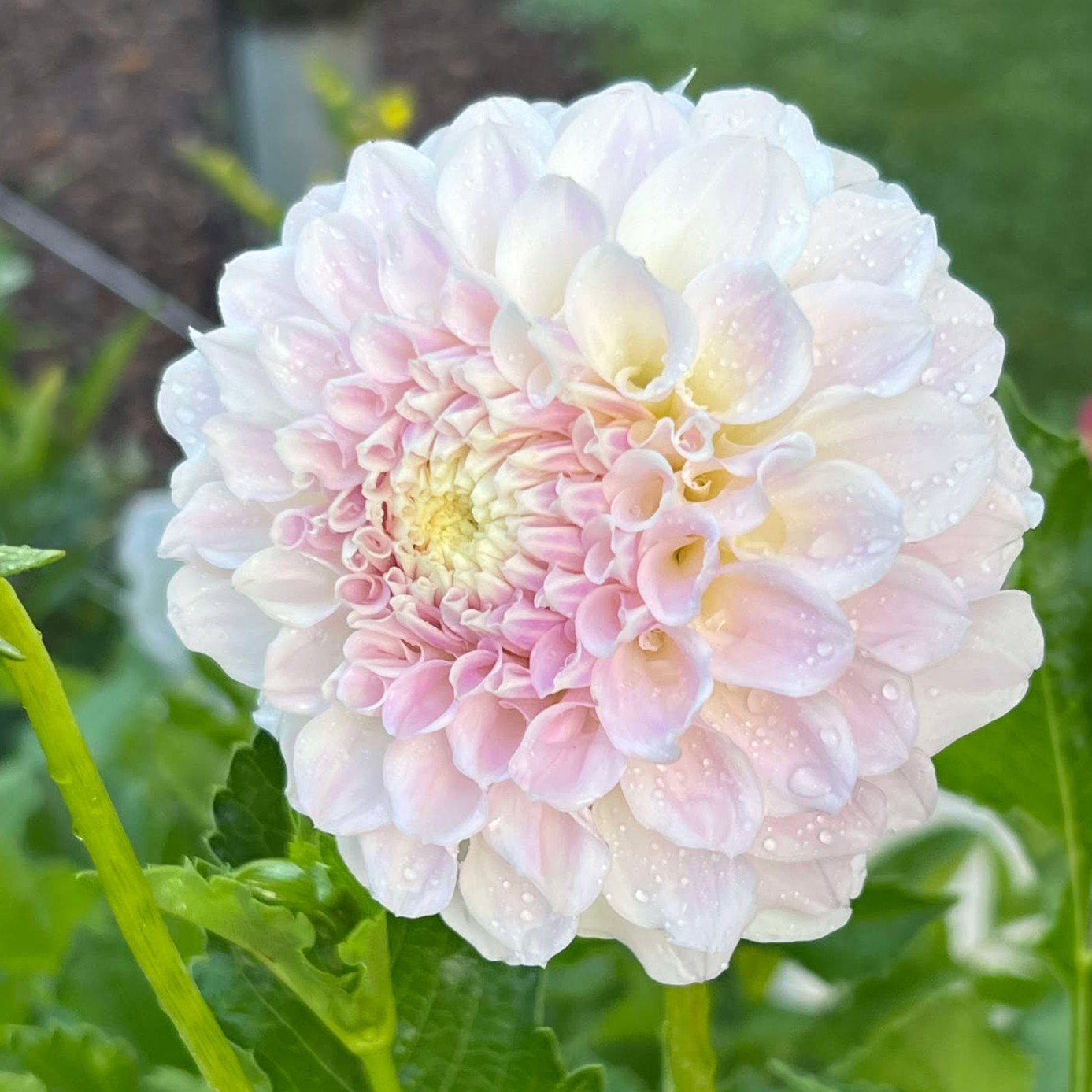 hillcrest armor1.jpg