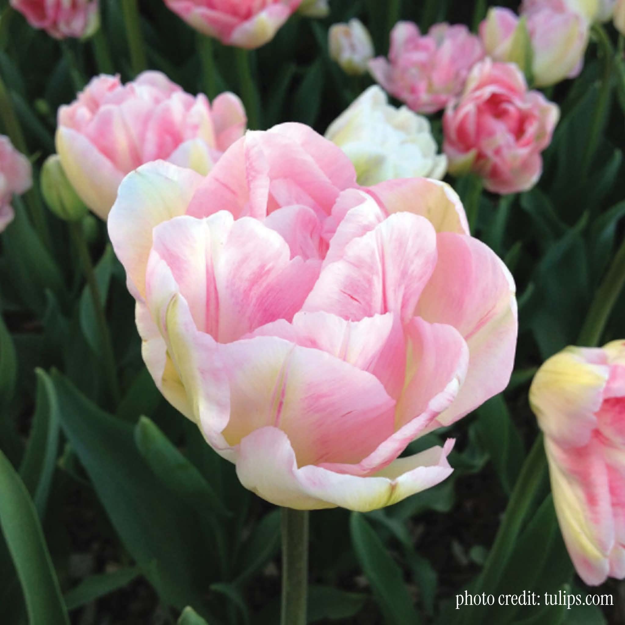 Finola, Tulip bulb