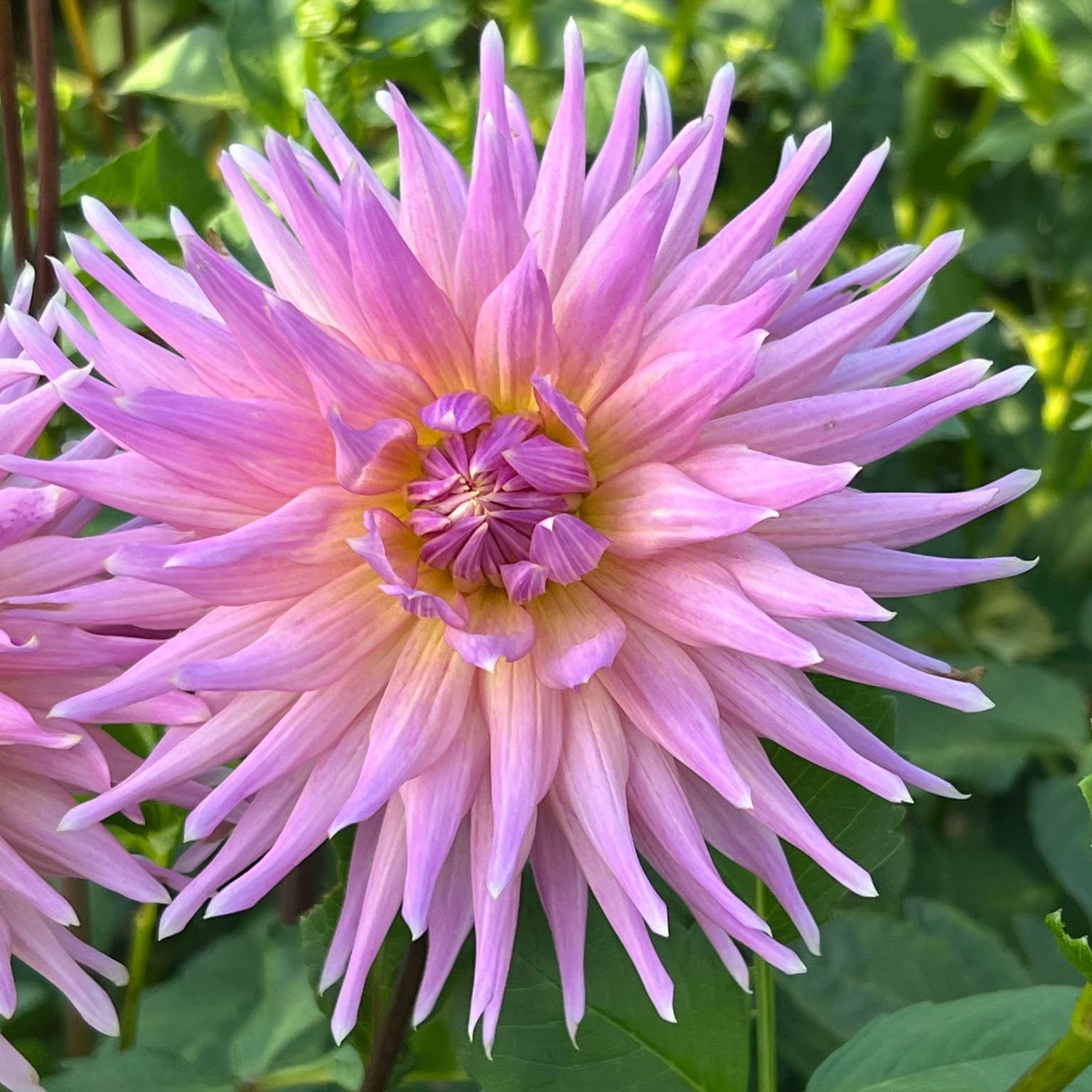 Wyn's Mauve Mist, dahlia tuber