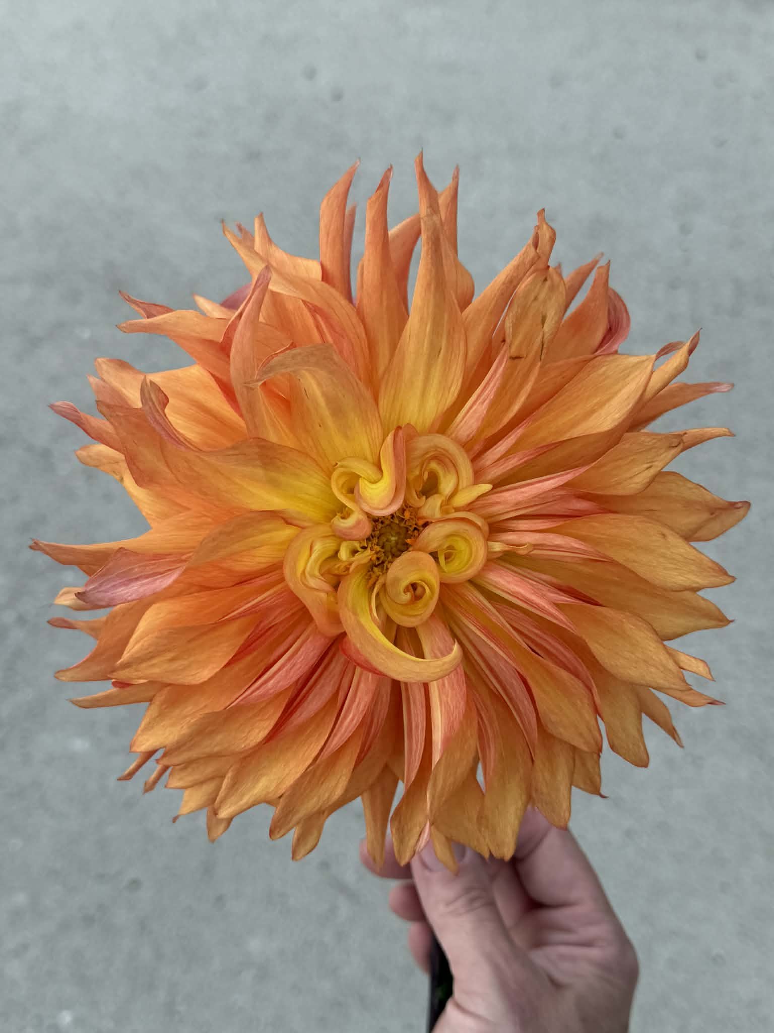 Woodland's Wildthing, dahlia tuber
