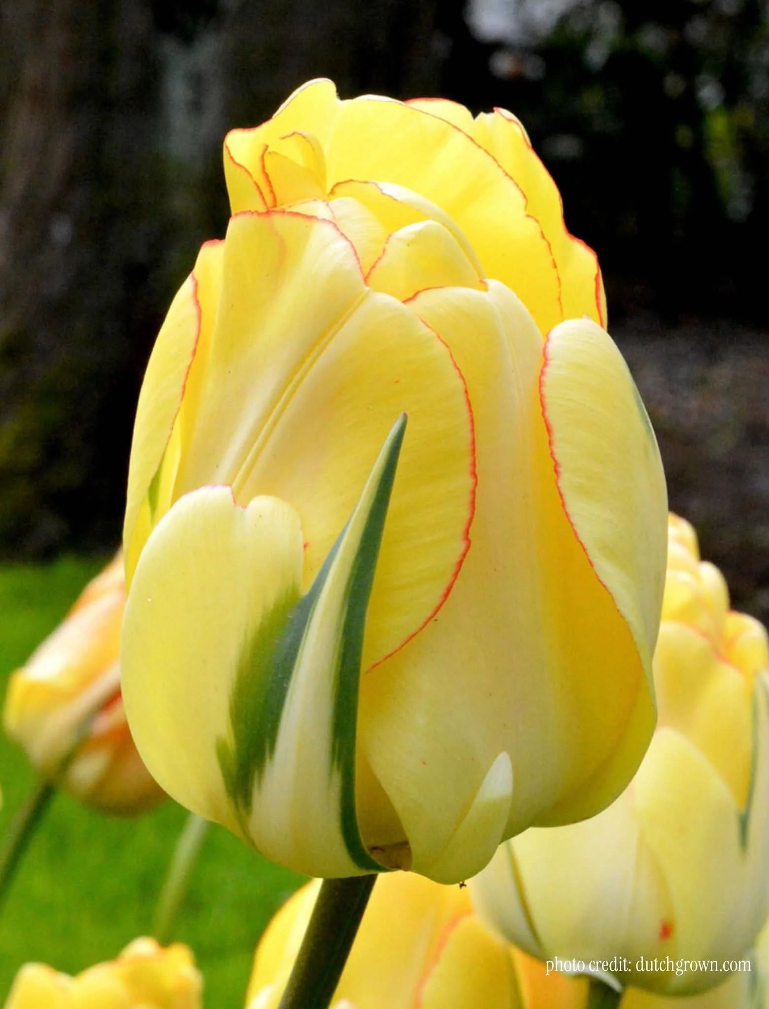 Akebono, Tulip bulb