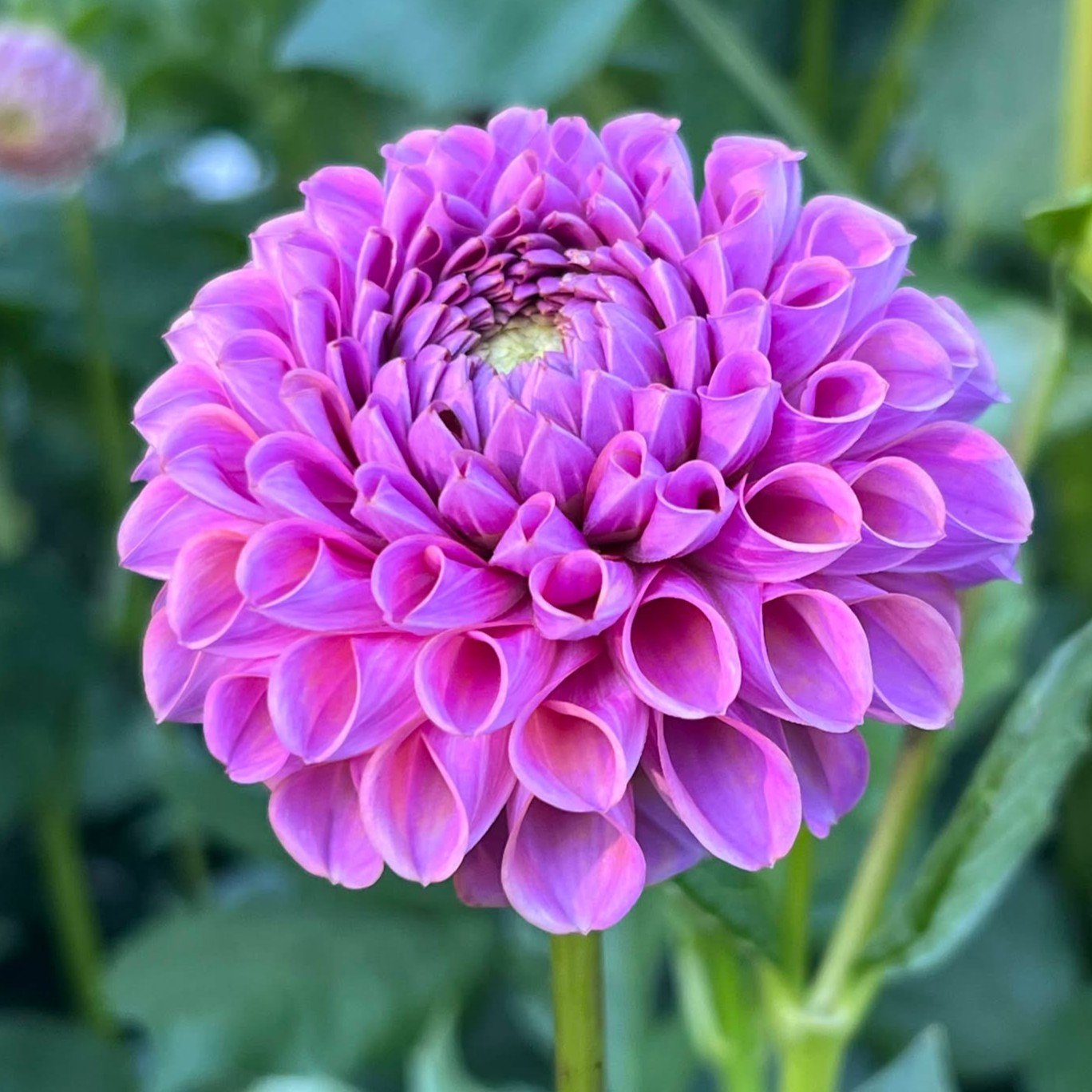Isabel, dahlia tuber