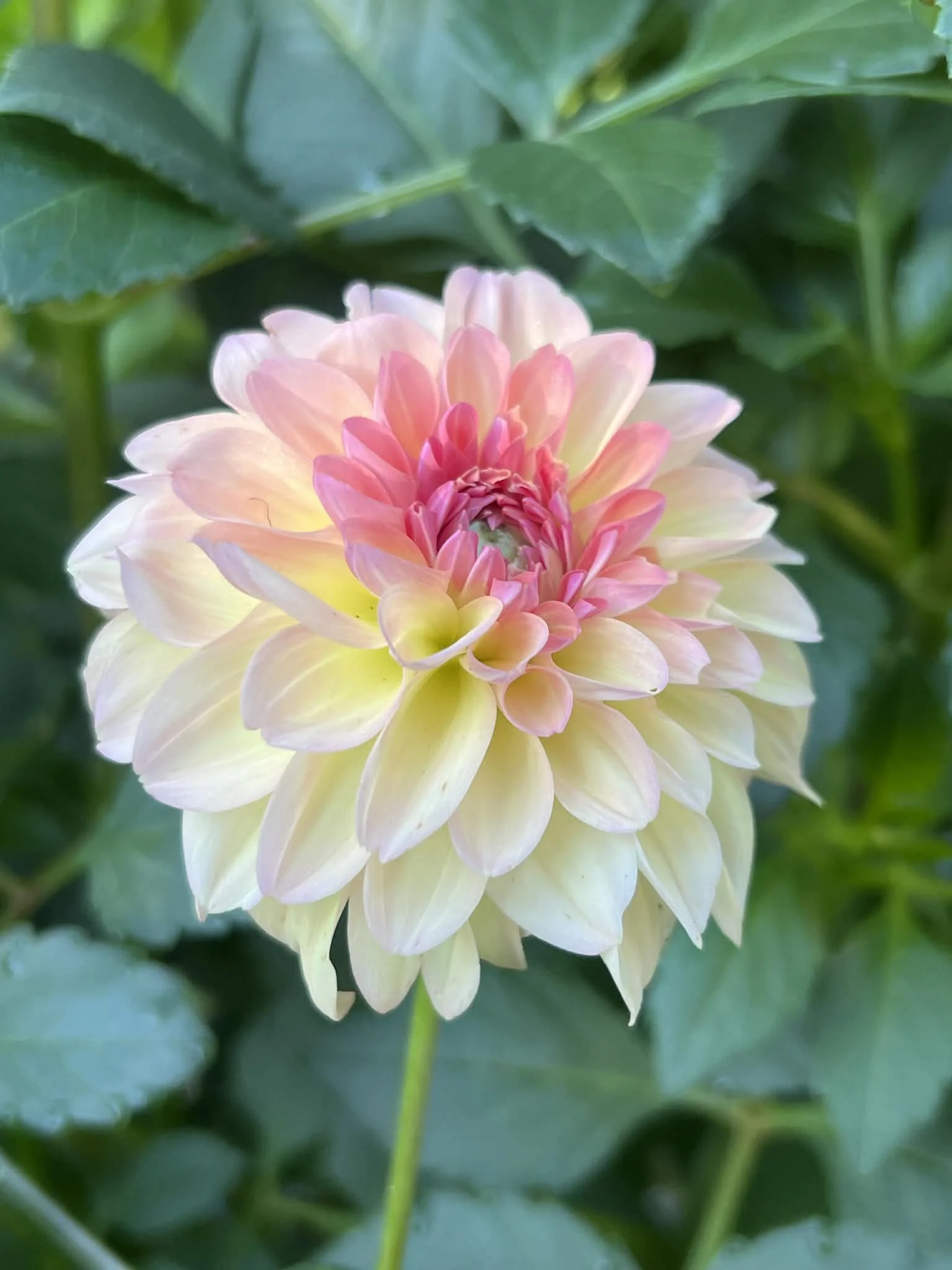 Sebastian, dahlia tuber