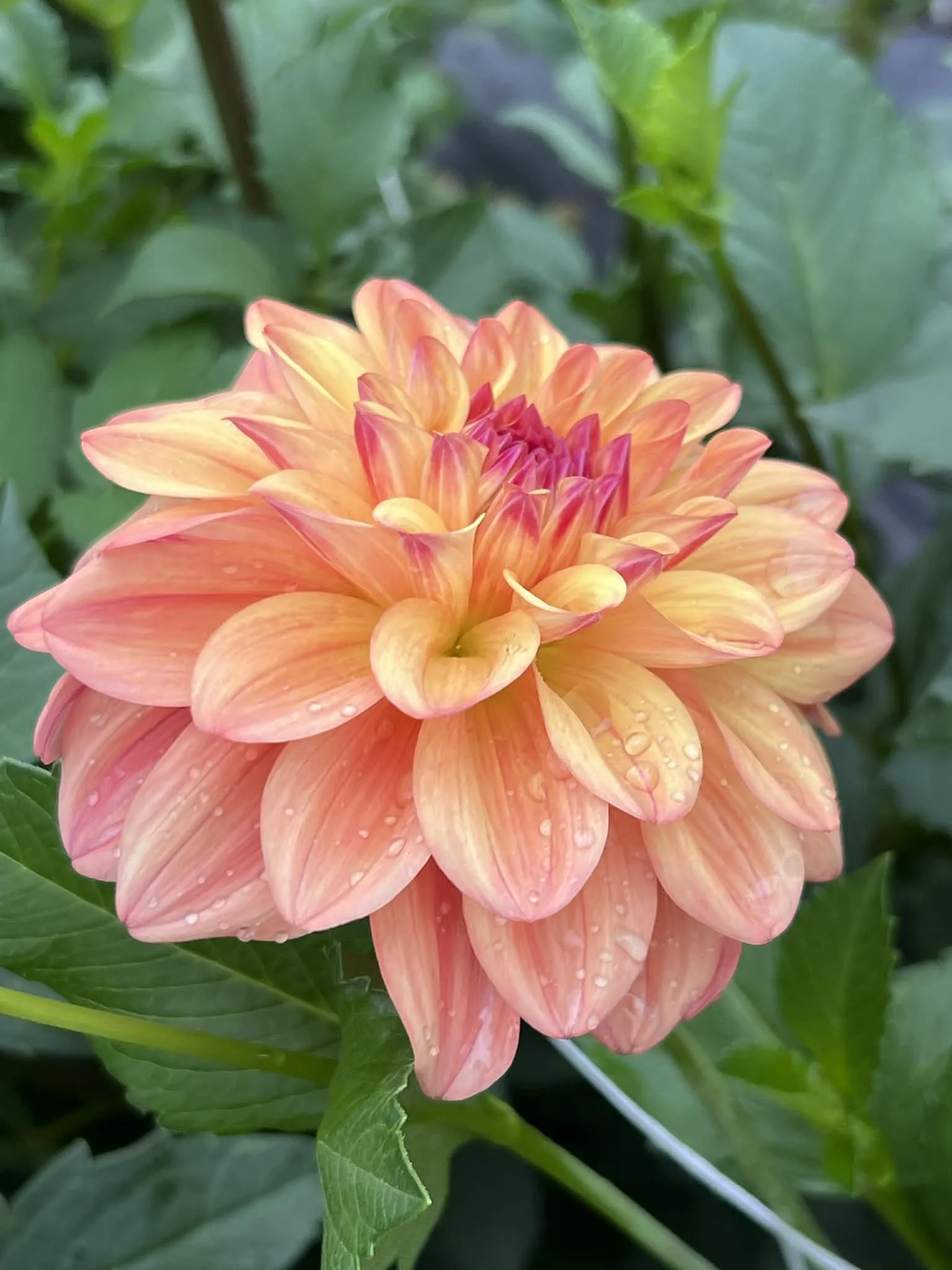 Ferncliff Copper, dahlia tuber