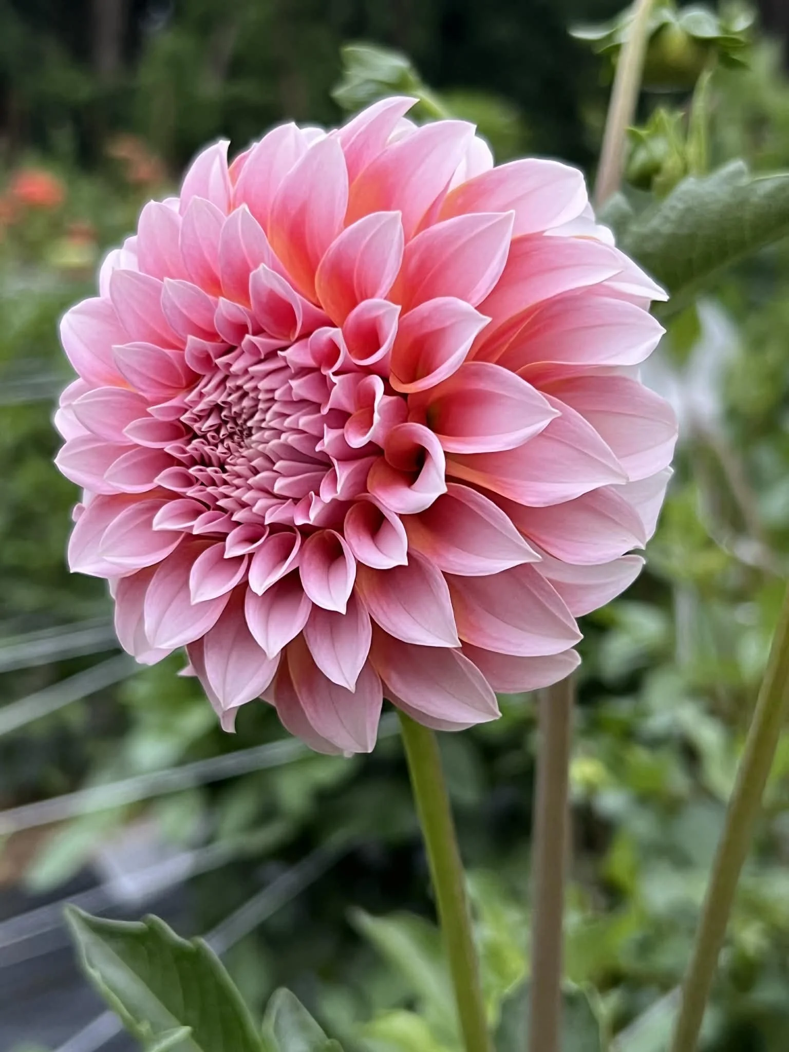 Peaches 'n Cream, dahlia tuber