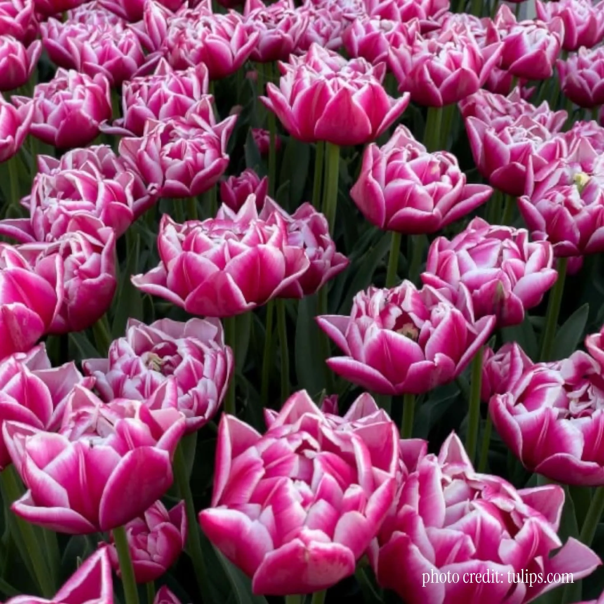 2b424a9d-01de-4057-a128-44ecbb214bcc.jpg