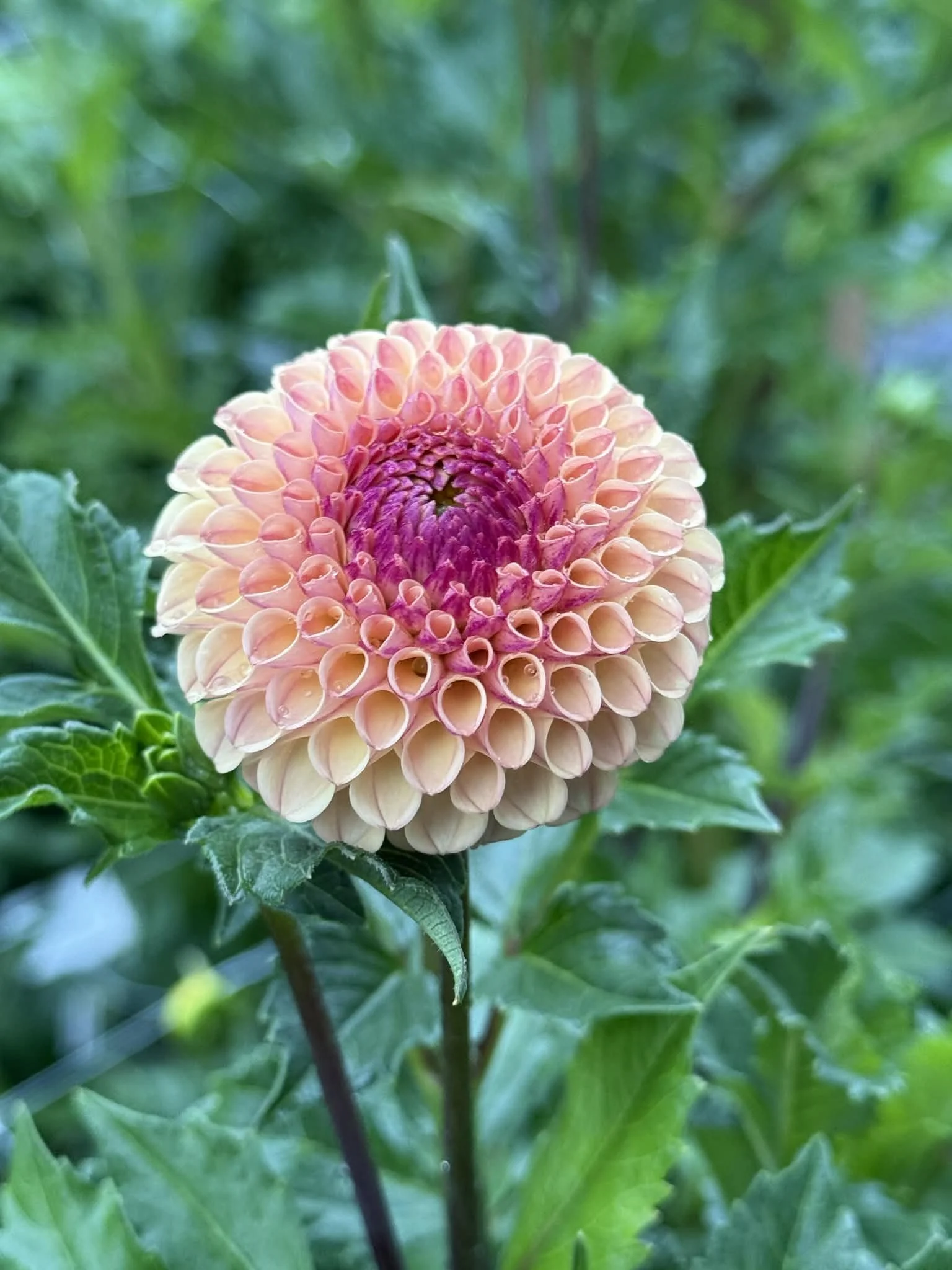Ferncliff Spice, dahlia tuber