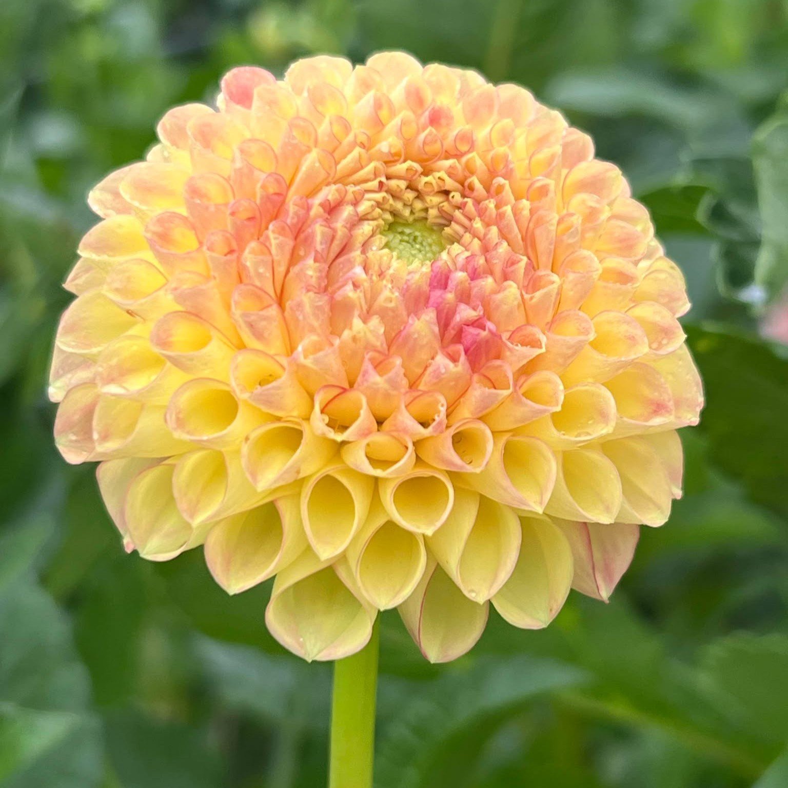 Snoho Doris Dahlia — She Blooms Flower Farm
