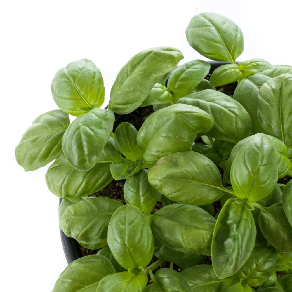 Basil — Kawahara Nurseries