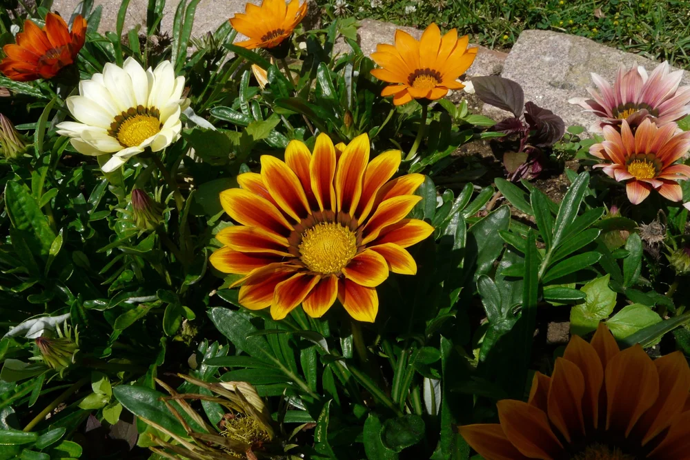 Gazania — Kawahara Nurseries