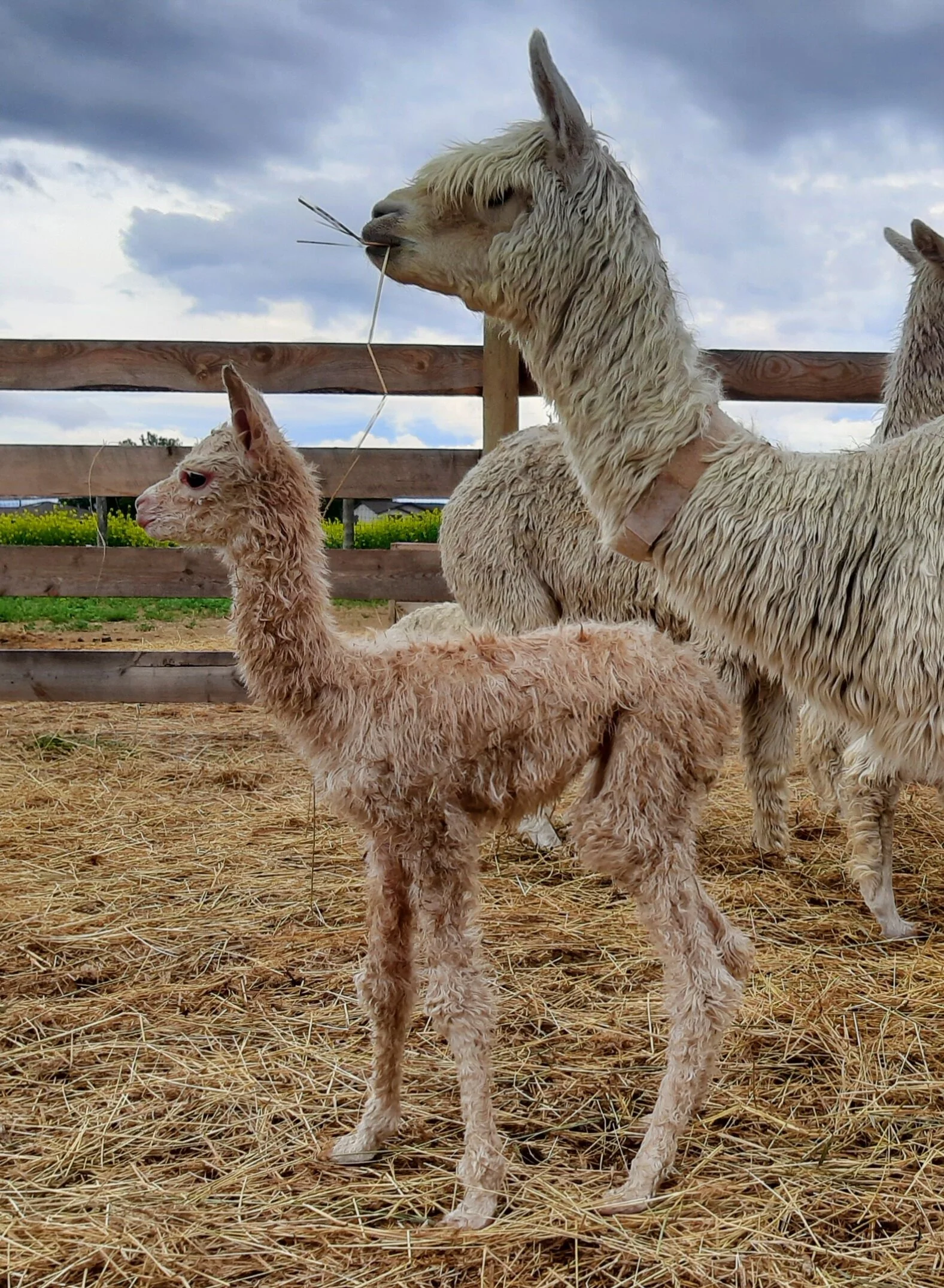 First cria born!