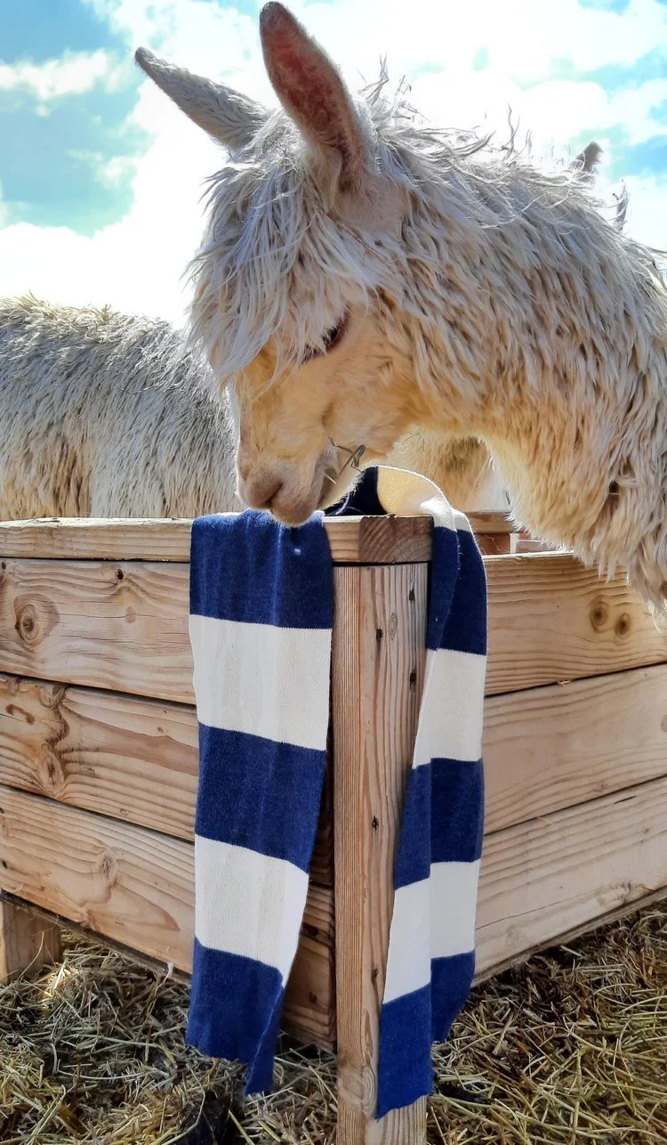 Stripes_alpaca.jpg
