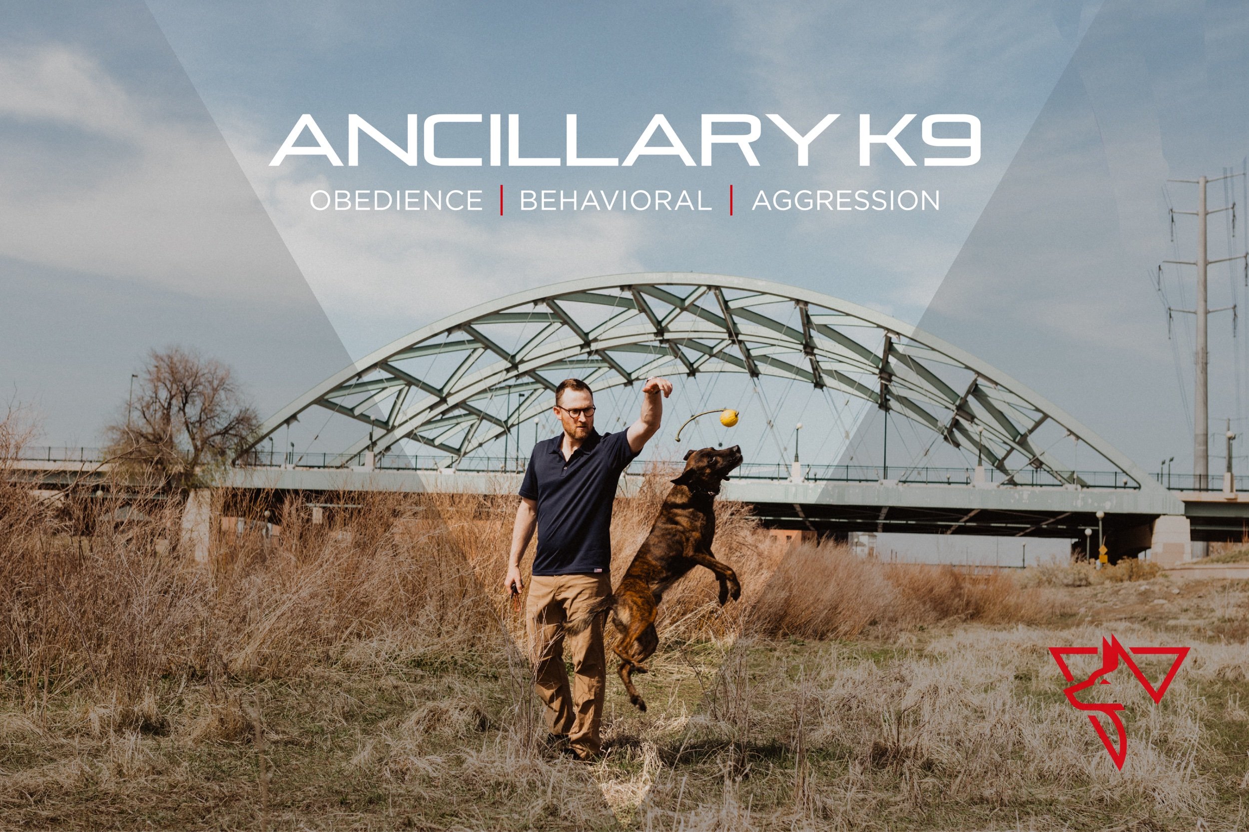 Dog Training Denver Denver's Expert Dog Trainers