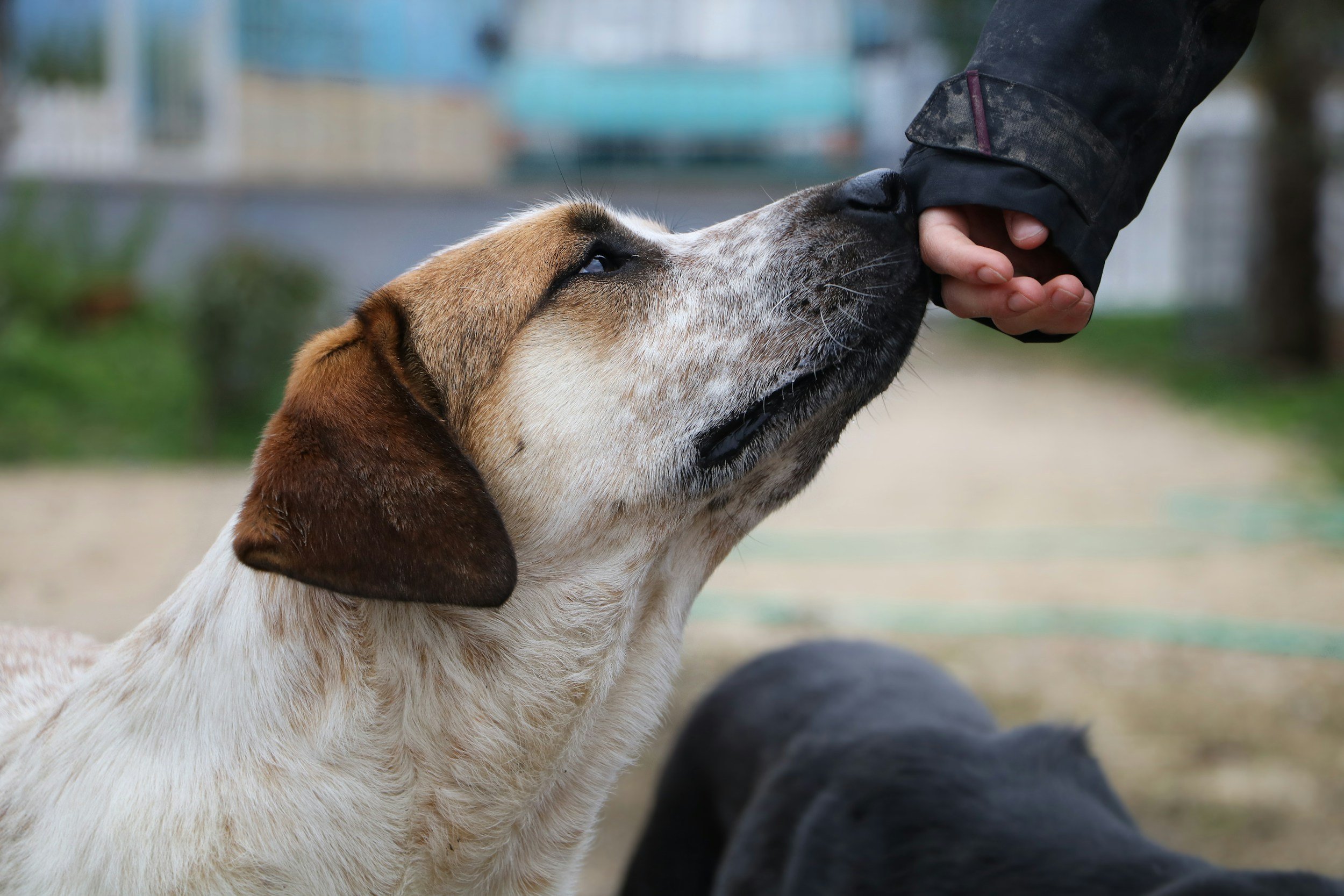 Do Dogs “Turn” on their Owners?&nbsp;Sudden Dog Aggression, Explained.