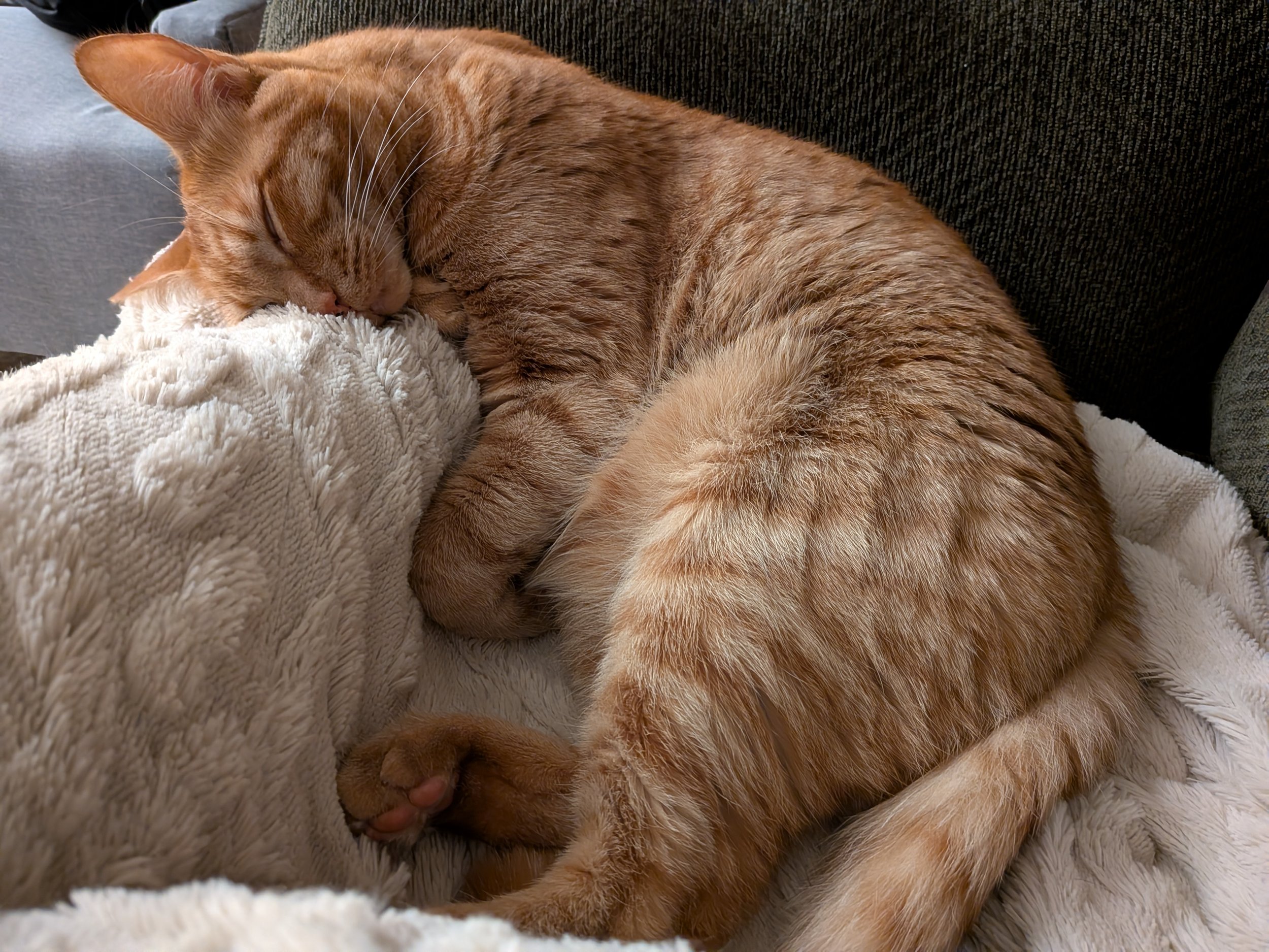 Cat sleeping on a blanket