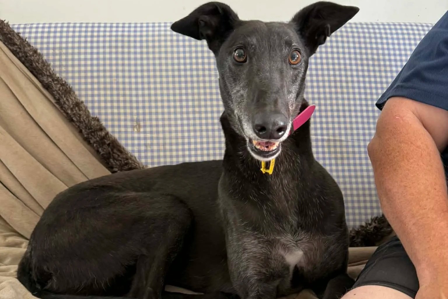 Henry (Harpoon Bale)