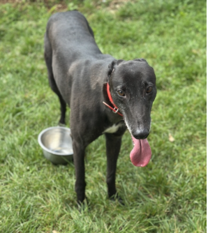Santa (Homebush Santa)