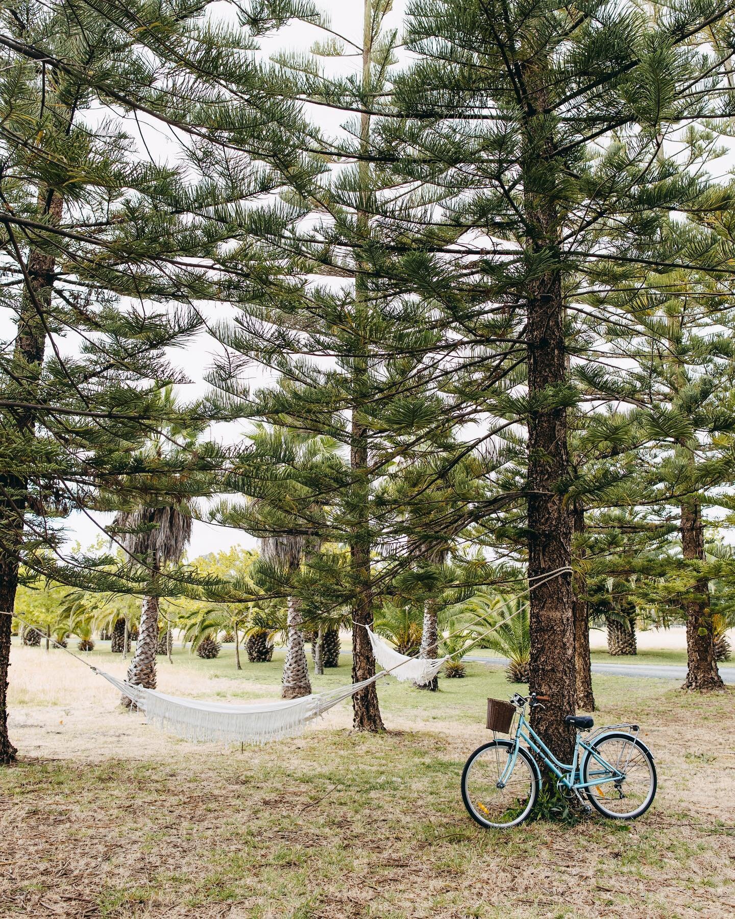 Our pine forest. 

A peaceful corner with a good book, the perfect spot for a game of hide and seek, and a magical backdrop for your intimate wedding reception. 

One of our favourite spaces, enjoyed whichever way you choose 🌱