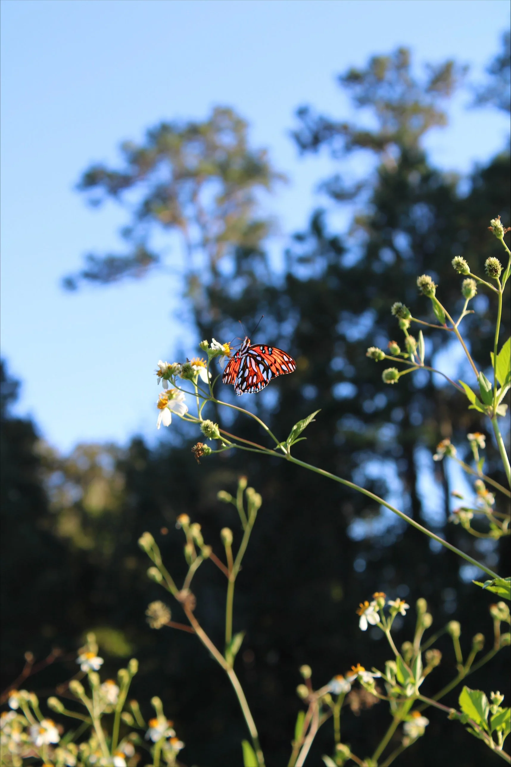 Emerge, Florida-U.S.