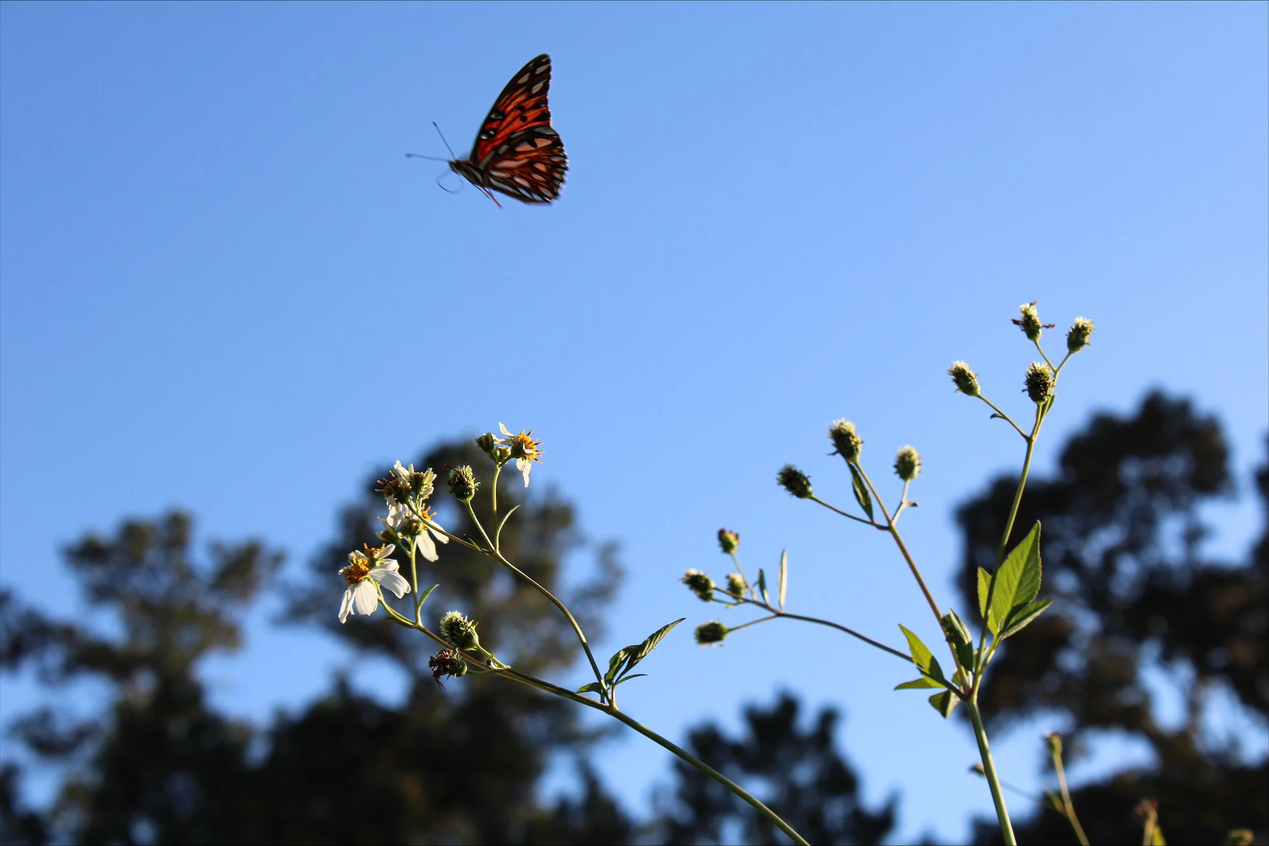 Make an Appearance, Florida-U.S.