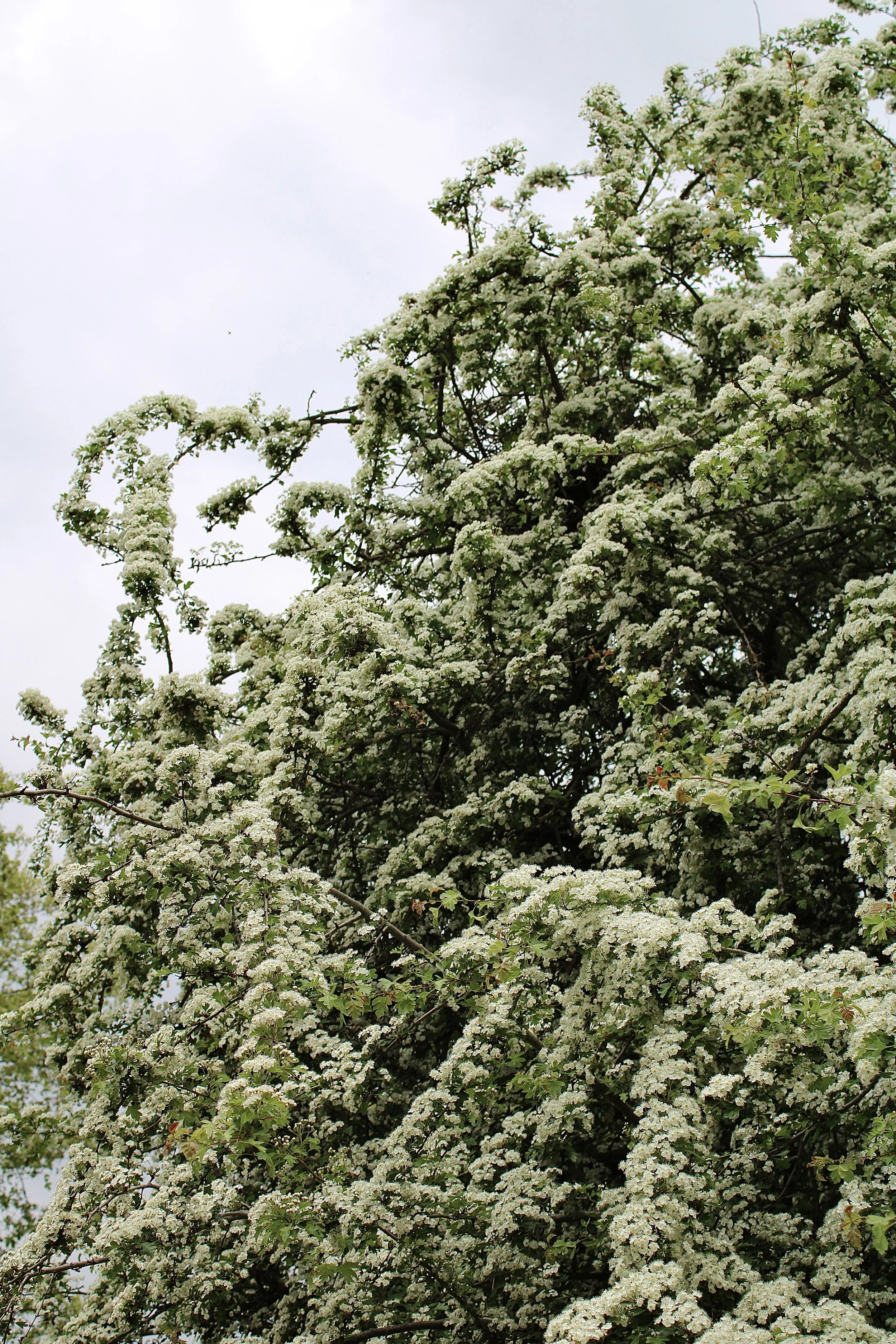 Green Park Blooms