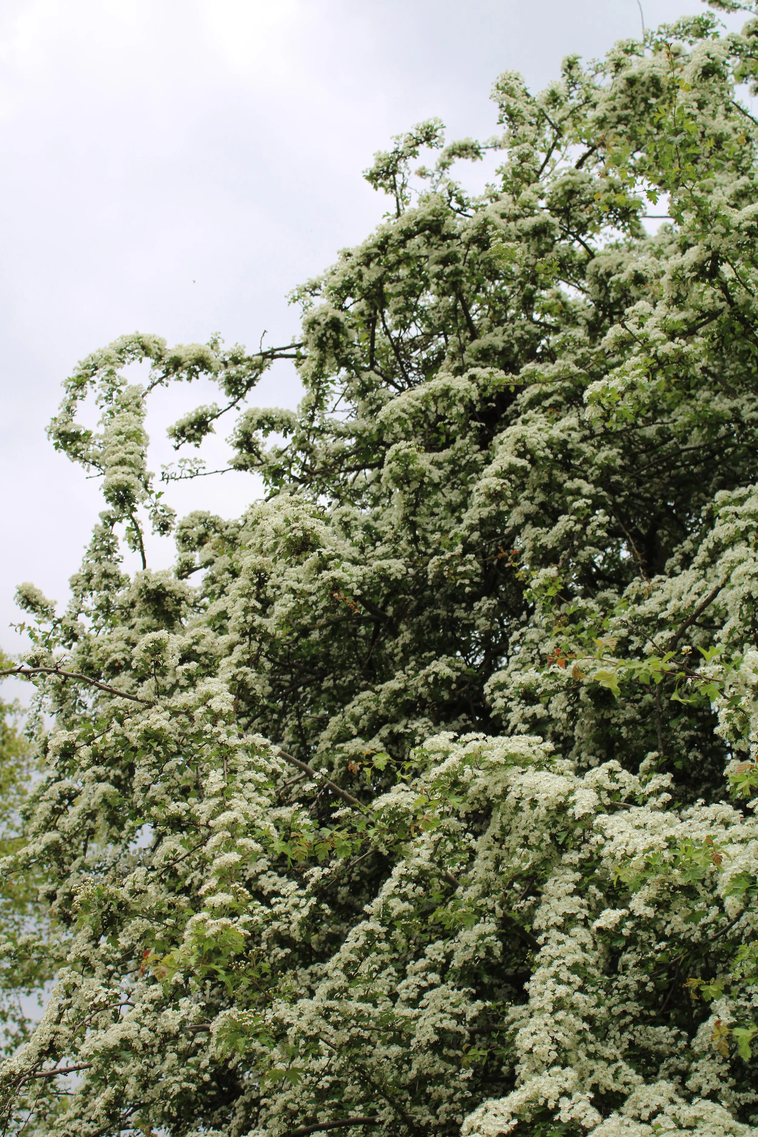 Green Park Blooms, London-UK