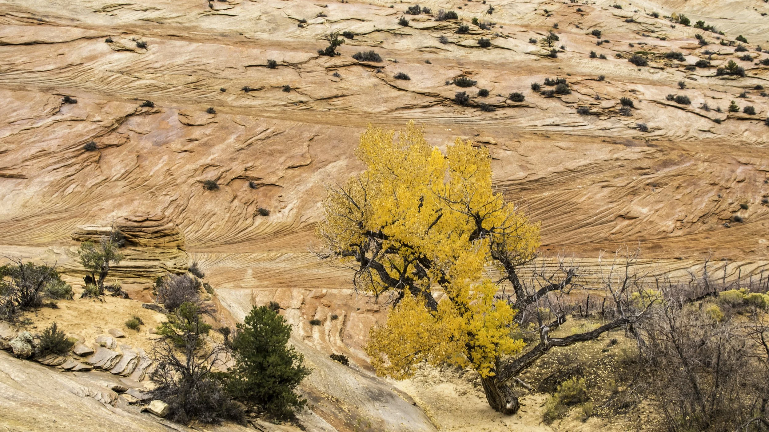 Utah, Zion National Park, cottonwood tree in autumn color, November 2013